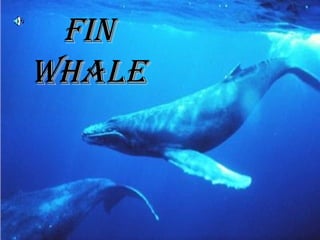 Fin
Whale
 