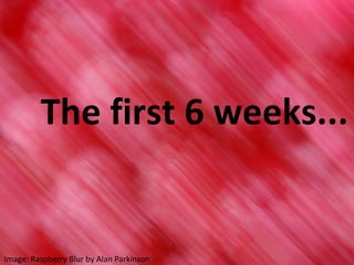 The first 6 weeks... Image: Raspberry Blur by Alan Parkinson 