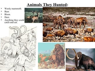 Animals They Hunted:
•   Wooly mammoth.
•   Bear.
•   Bison.
•   Deer.
•   Anything they could
    catch and eat.
 