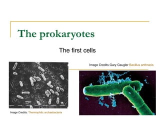The prokaryotes The first cells Image Credits:  Thermophilic archaebacteria Image Credits Gary Gaugler  Bacillus anthracis  
