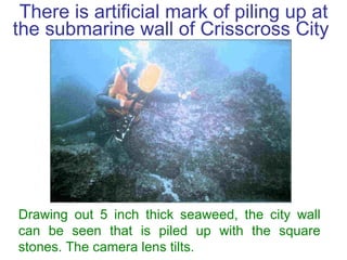 There is artificial mark of piling up at the submarine wall of Crisscross City  Drawing out 5 inch thick seaweed, the city...