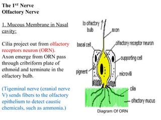 The 1ST Nerve
Olfactory Nerve
1. Mucous Membrane in Nasal
cavity:
Cilia project out from olfactory
receptors neuron (ORN).
Axon emerge from ORN pass
through cribriform plate of
ethmoid and terminate in the
olfactory bulb.
(Tigeminal nerve (cranial nerve
V) sends fibers to the olfactory
epithelium to detect caustic
chemicals, such as ammonia.)
Diagram Of ORN