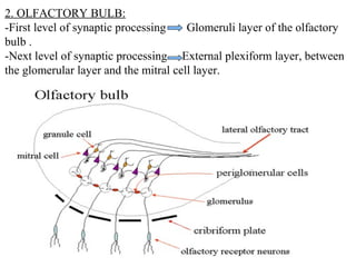 2. OLFACTORY BULB:
-First level of synaptic processing
Glomeruli layer of the olfactory
bulb .
-Next level of synaptic processing External plexiform layer, between
the glomerular layer and the mitral cell layer.