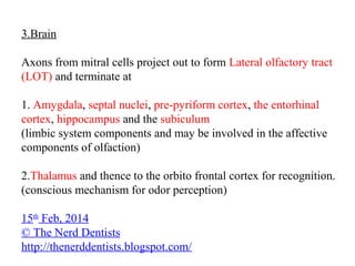 3.Brain
Axons from mitral cells project out to form Lateral olfactory tract
(LOT) and terminate at
1. Amygdala, septal nuclei, pre-pyriform cortex, the entorhinal
cortex, hippocampus and the subiculum
(limbic system components and may be involved in the affective
components of olfaction)
2.Thalamus and thence to the orbito frontal cortex for recognition.
(conscious mechanism for odor perception)
15th Feb, 2014
© The Nerd Dentists
http://thenerddentists.blogspot.com/