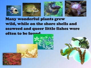 Many wonderful plants grew
wild, while on the shore shells and
seaweed and queer little fishes were
often to be found.
 