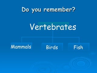 Do you remember? Vertebrates Mammals Birds Fish 