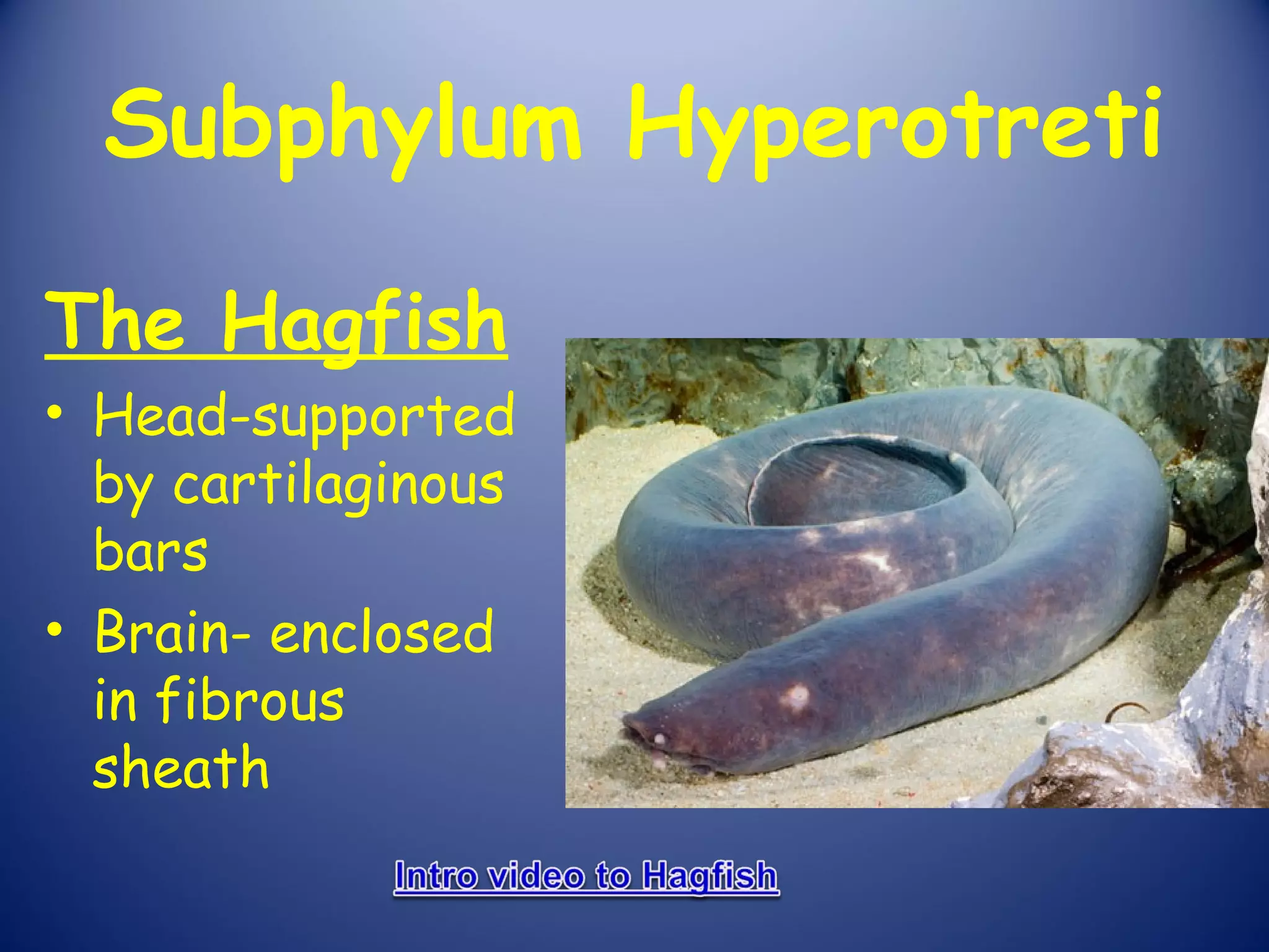 Subphylum Hyperotreti

The Hagfish
• Head-supported
  by cartilaginous
  bars
• Brain- enclosed
  in fibrous
  sheath
 