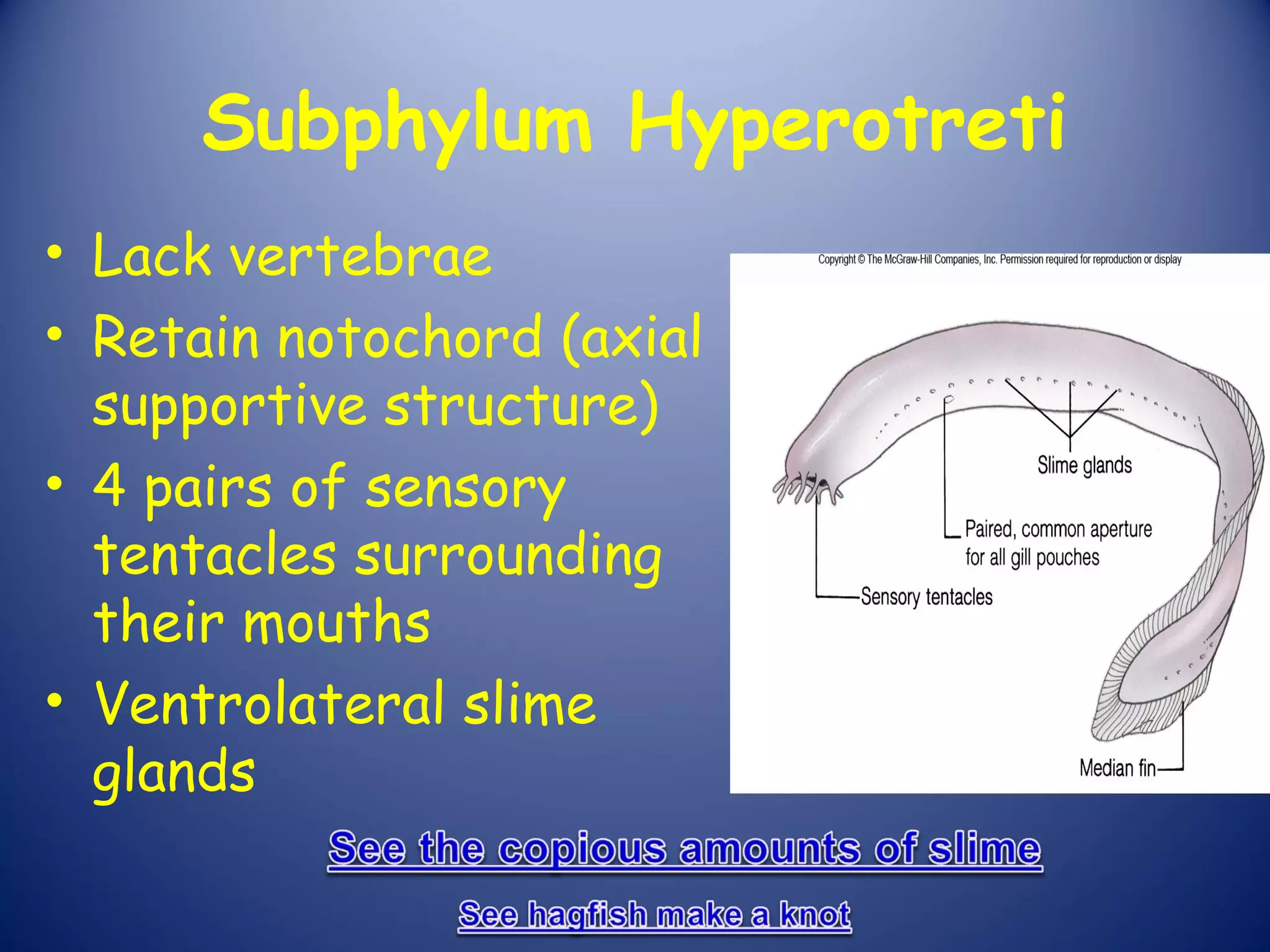 Subphylum Hyperotreti
• Lack vertebrae
• Retain notochord (axial
  supportive structure)
• 4 pairs of sensory
  tentacles surrounding
  their mouths
• Ventrolateral slime
  glands
 