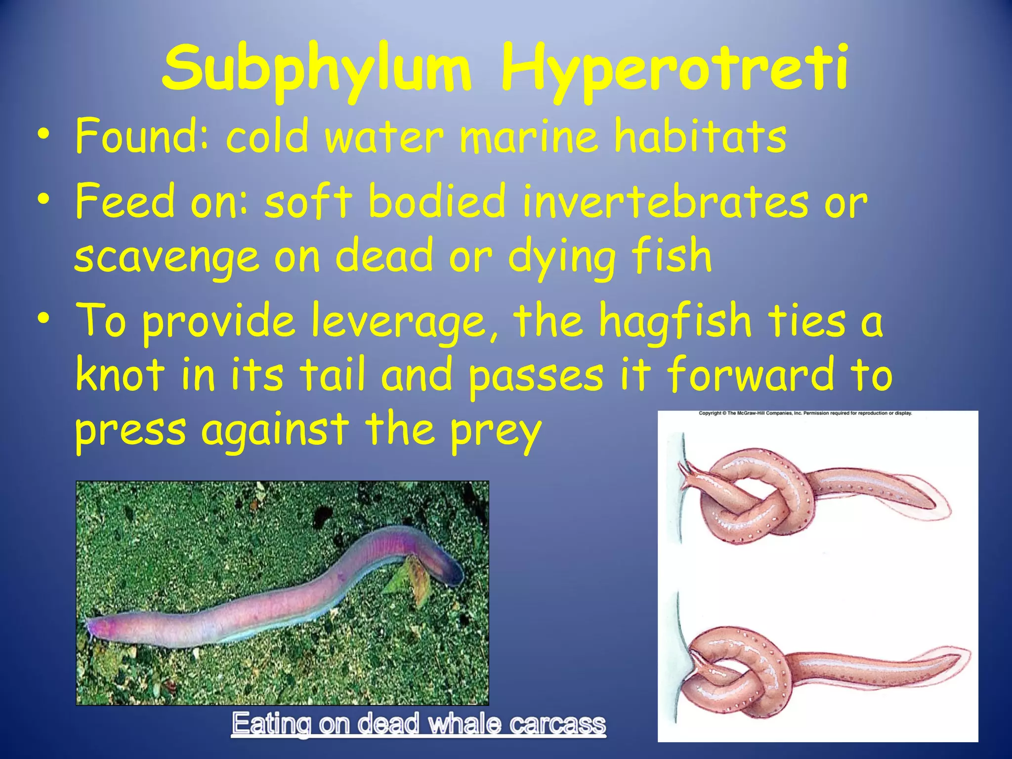 Subphylum Hyperotreti
• Found: cold water marine habitats
• Feed on: soft bodied invertebrates or
  scavenge on dead or dying fish
• To provide leverage, the hagfish ties a
  knot in its tail and passes it forward to
  press against the prey
 