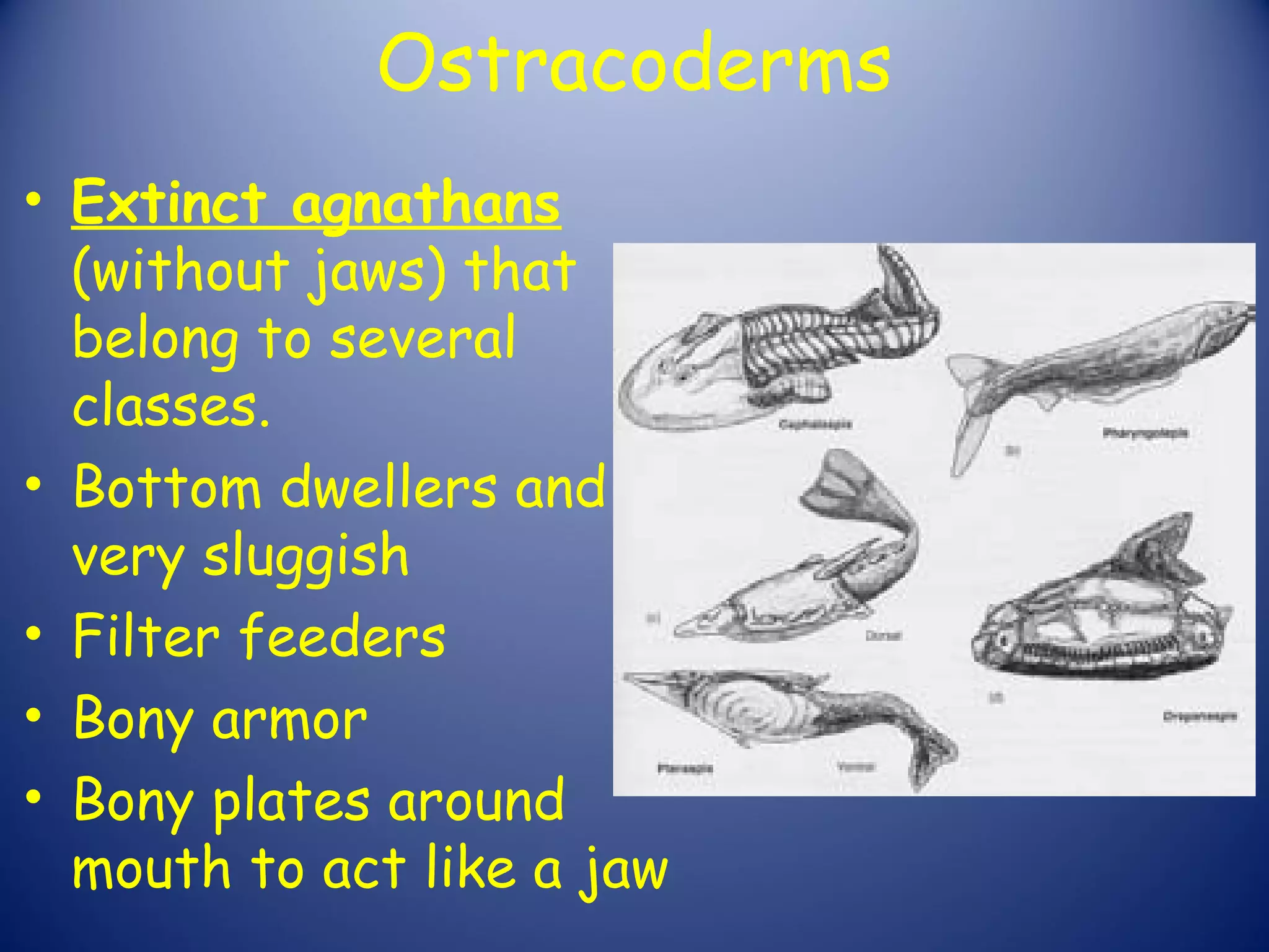 Ostracoderms
• Extinct agnathans
  (without jaws) that
  belong to several
  classes.
• Bottom dwellers and
  very sluggish
• Filter feeders
• Bony armor
• Bony plates around
  mouth to act like a jaw
 