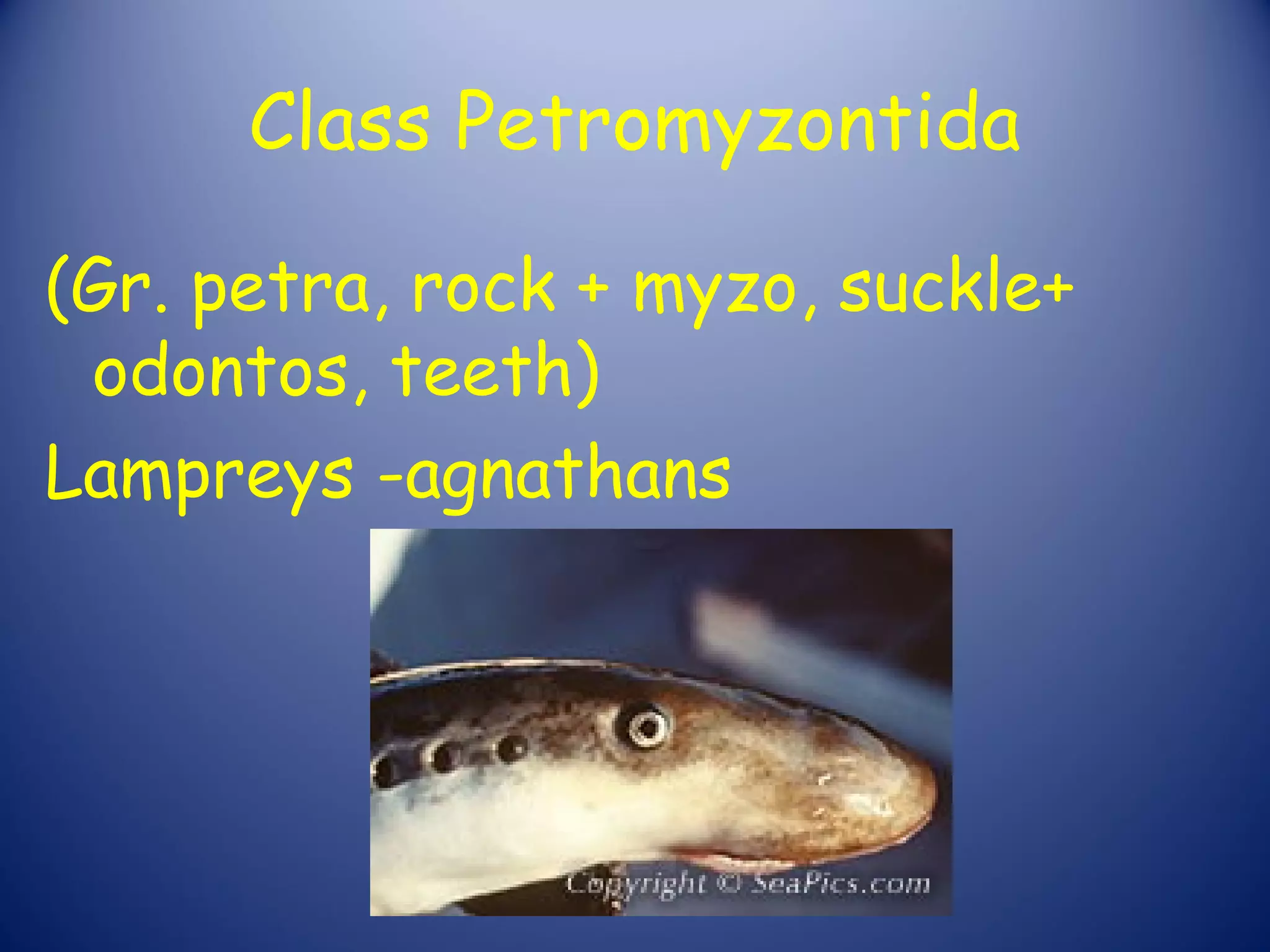 Class Petromyzontida

(Gr. petra, rock + myzo, suckle+
 odontos, teeth)
Lampreys -agnathans
 