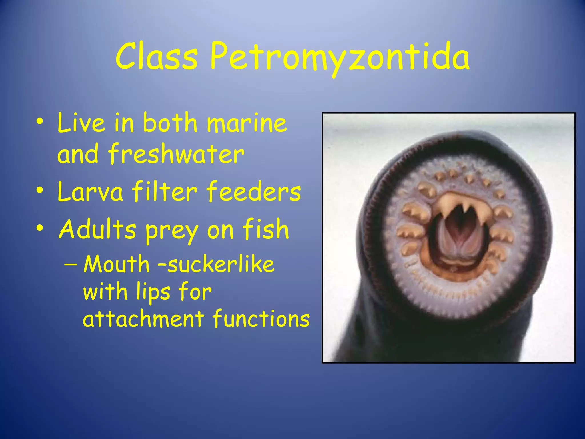Class Petromyzontida
• Live in both marine
  and freshwater
• Larva filter feeders
• Adults prey on fish
  – Mouth –suckerlike
    with lips for
    attachment functions
 