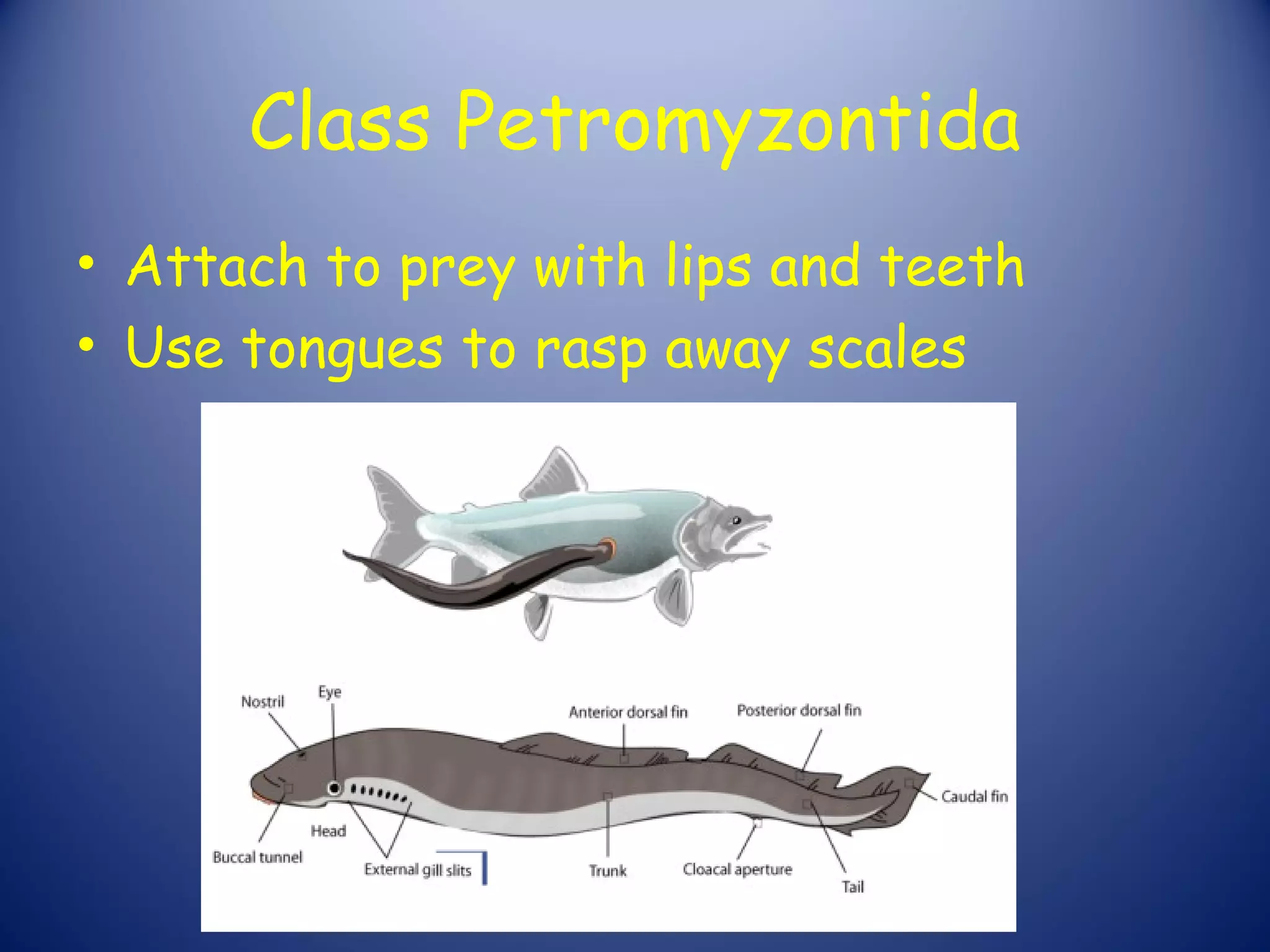 Class Petromyzontida
• Attach to prey with lips and teeth
• Use tongues to rasp away scales
 