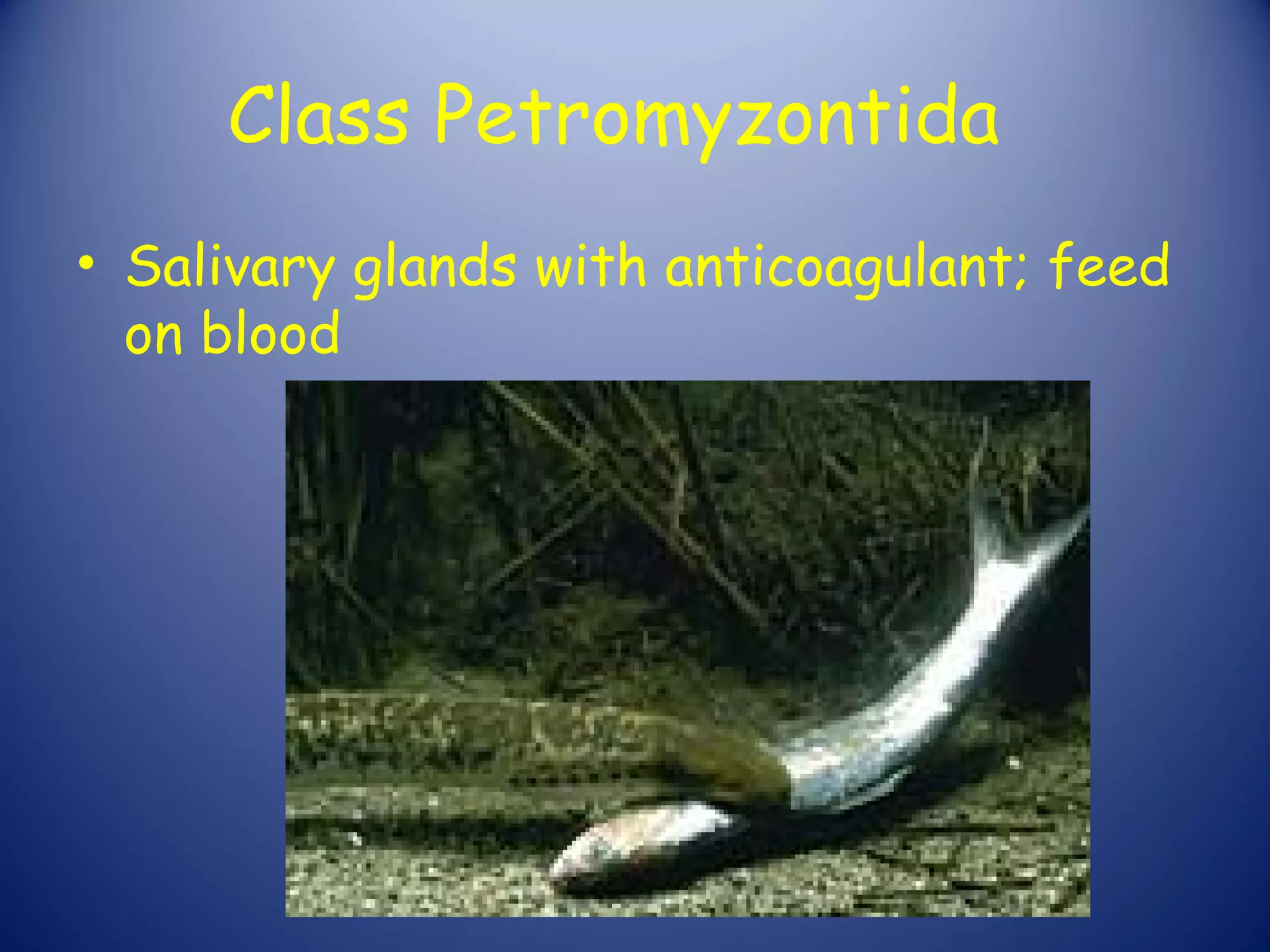 Class Petromyzontida
• Salivary glands with anticoagulant; feed
  on blood
 