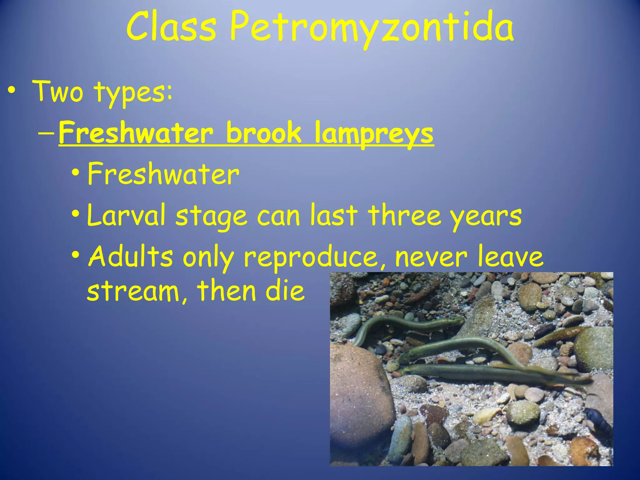 Class Petromyzontida
• Two types:
  – Freshwater brook lampreys
     • Freshwater
     • Larval stage can last three years
     • Adults only reproduce, never leave
       stream, then die
 