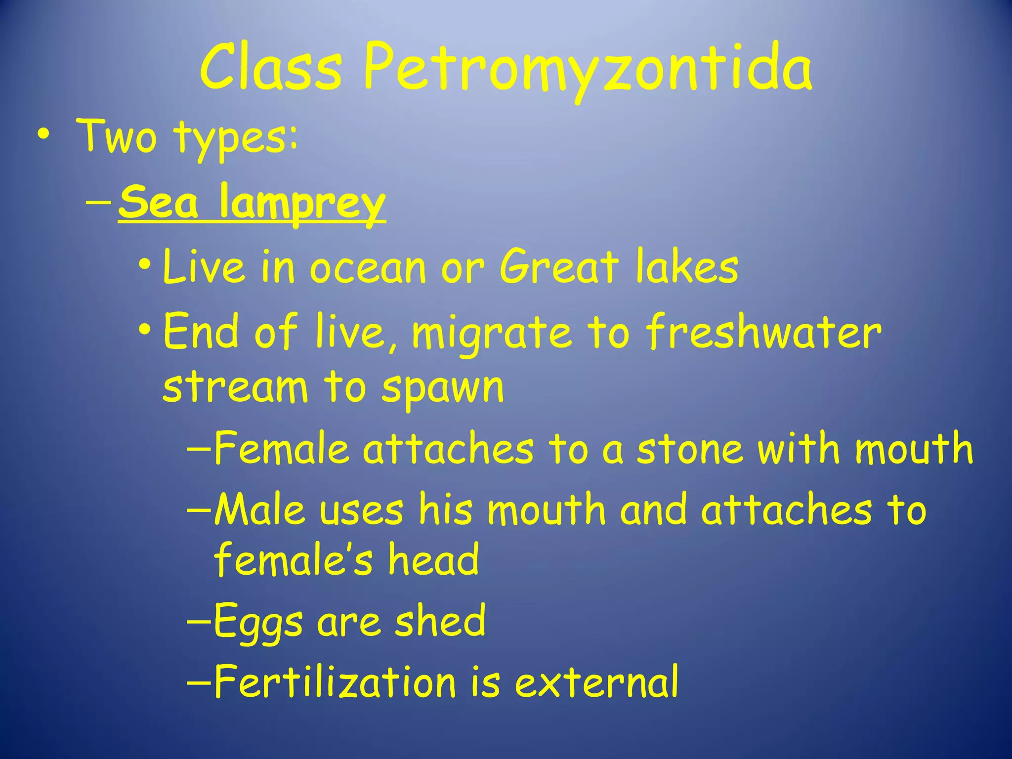 Class Petromyzontida
• Two types:
  – Sea lamprey
     • Live in ocean or Great lakes
     • End of live, migrate to freshwater
       stream to spawn
       – Female attaches to a stone with mouth
       – Male uses his mouth and attaches to
         female’s head
       – Eggs are shed
       – Fertilization is external
 