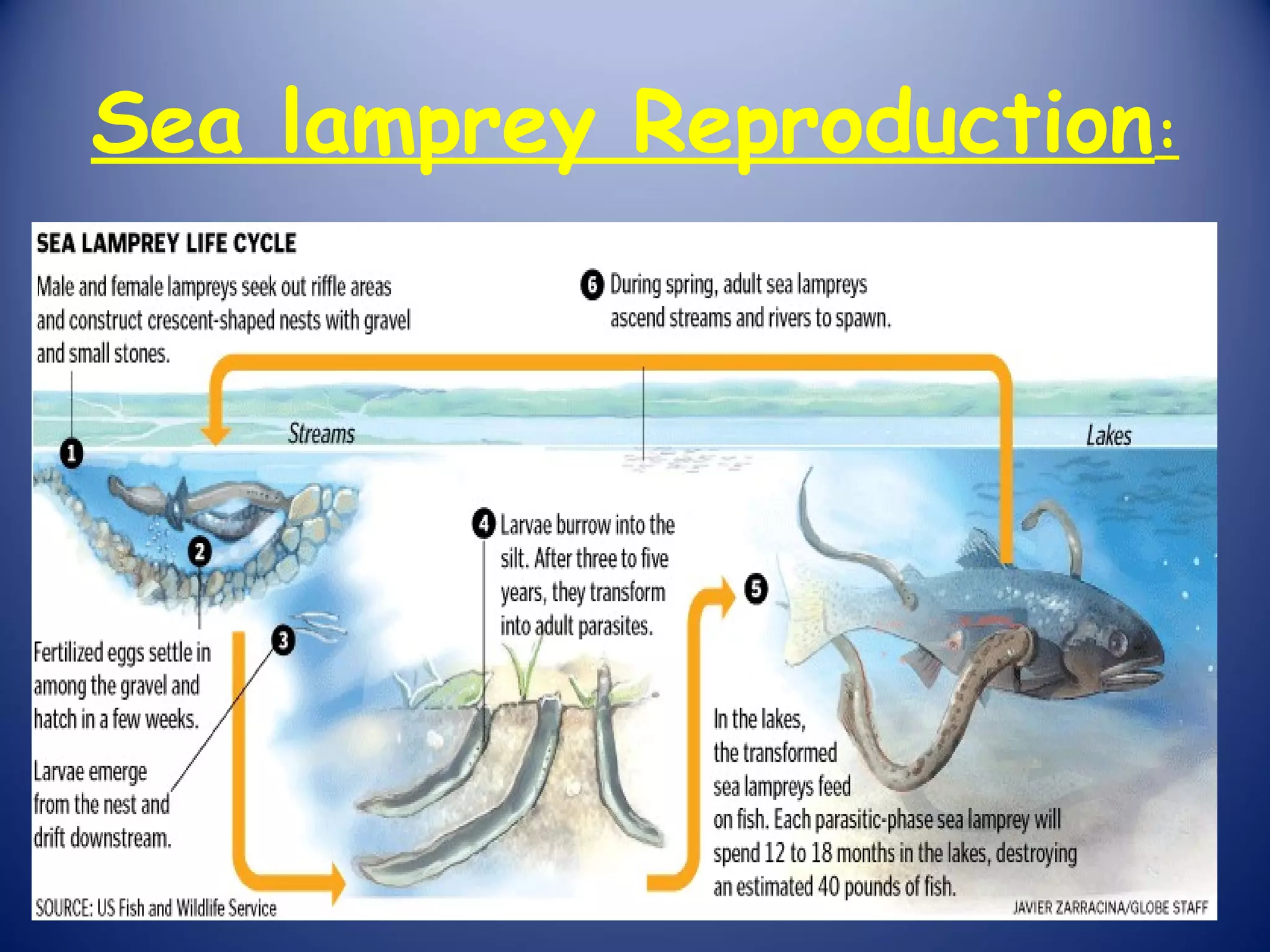 Sea lamprey Reproduction:
 