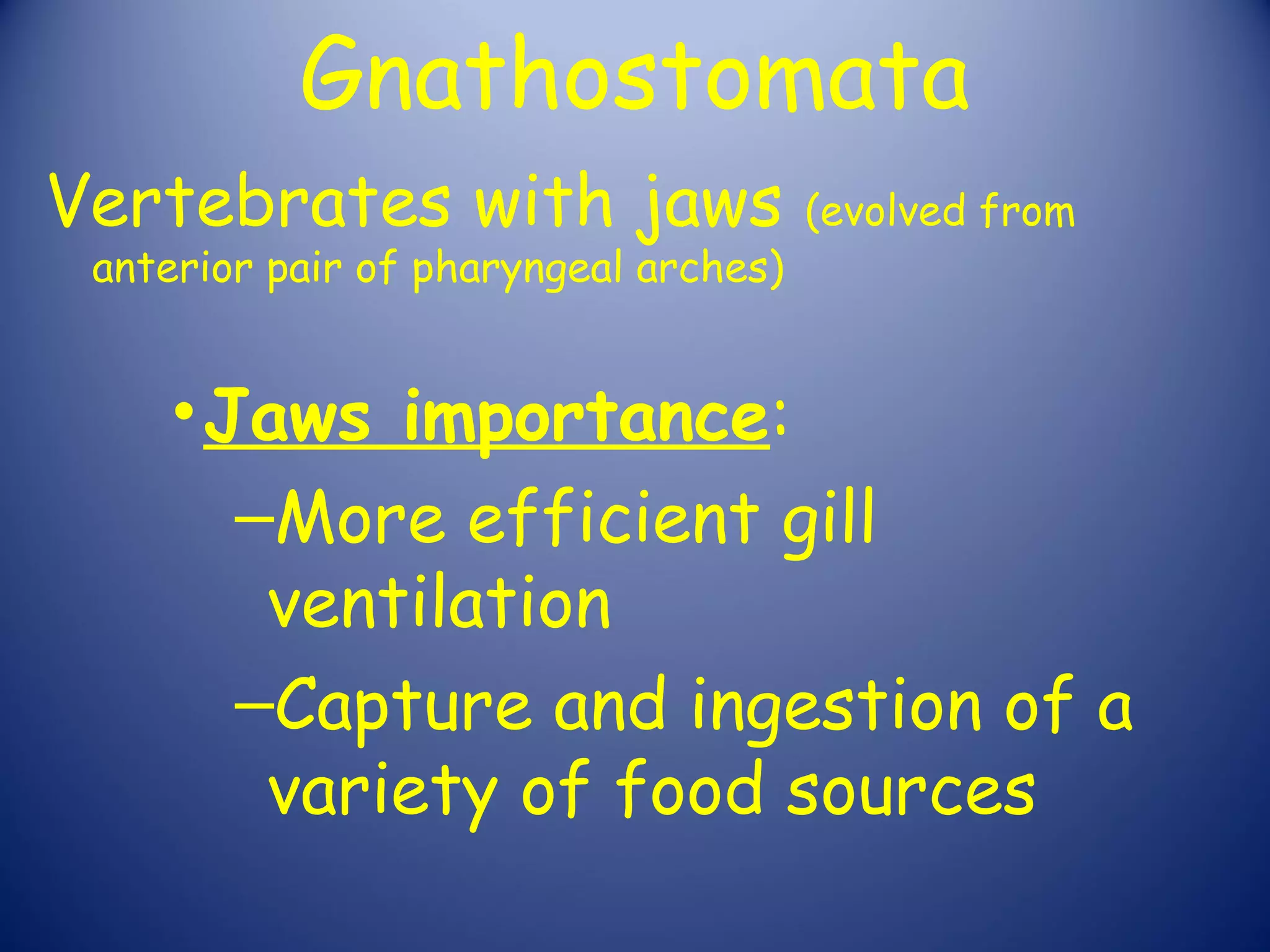 Gnathostomata
Vertebrates with jaws                  (evolved from
 anterior pair of pharyngeal arches)


     • Jaws importance:
        –More efficient gill
         ventilation
        –Capture and ingestion of a
         variety of food sources
 