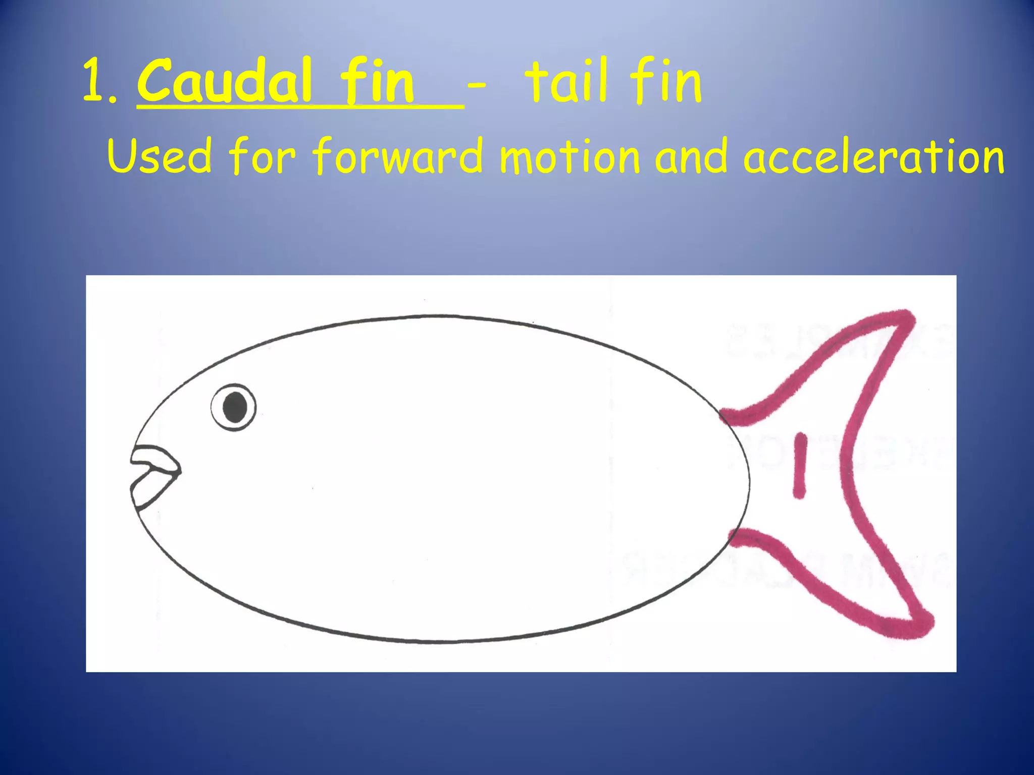 1. Caudal fin - tail fin
Used for forward motion and acceleration
 