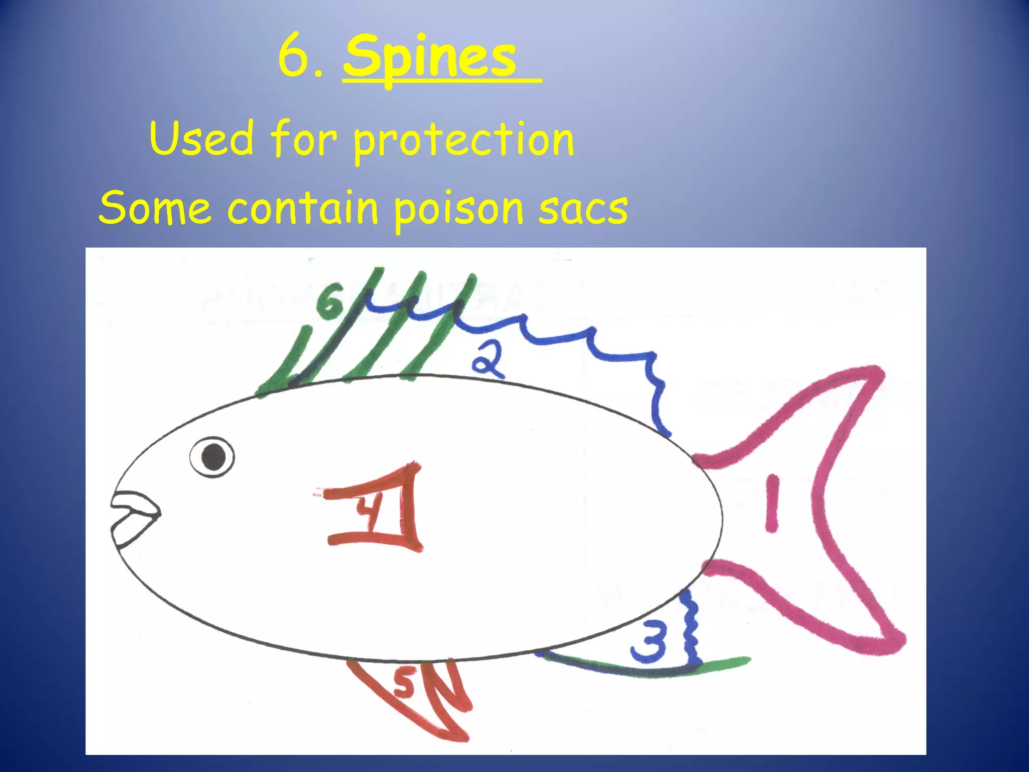 6. Spines
  Used for protection
Some contain poison sacs
 