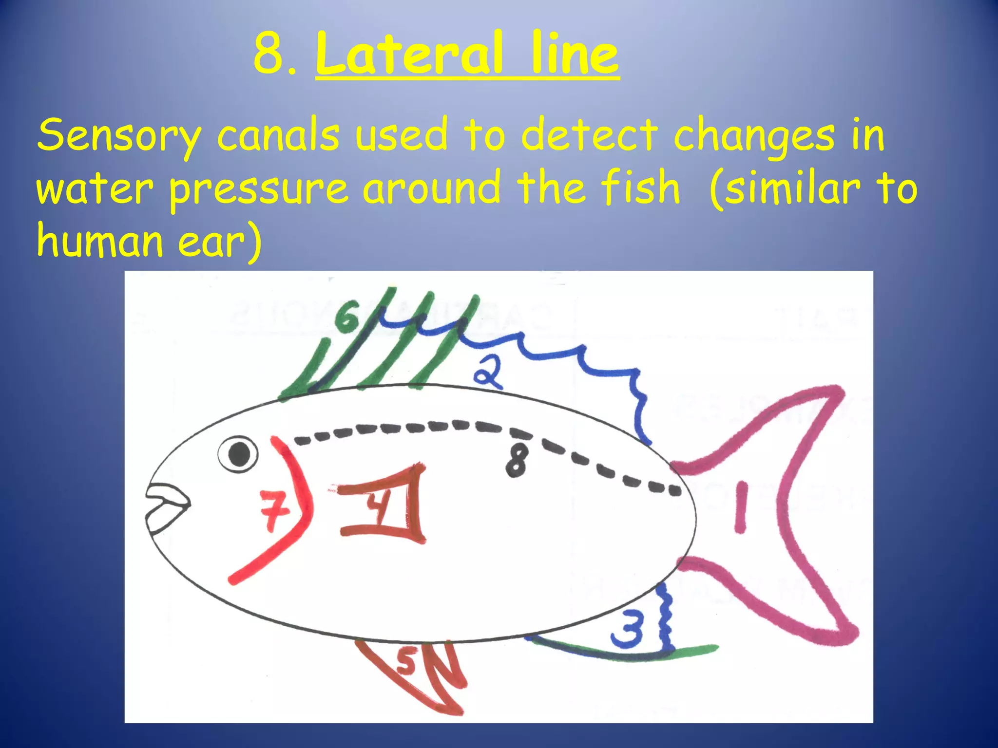 8. Lateral line
Sensory canals used to detect changes in
water pressure around the fish (similar to
human ear)
 
