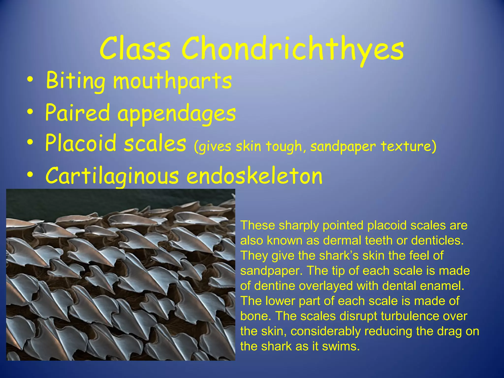 Class Chondrichthyes
•   Biting mouthparts
•   Paired appendages
•   Placoid scales (gives skin tough, sandpaper texture)
•   Cartilaginous endoskeleton

                             These sharply pointed placoid scales are
                             also known as dermal teeth or denticles.
                             They give the shark’s skin the feel of
                             sandpaper. The tip of each scale is made
                             of dentine overlayed with dental enamel.
                             The lower part of each scale is made of
                             bone. The scales disrupt turbulence over
                             the skin, considerably reducing the drag on
                             the shark as it swims.
 