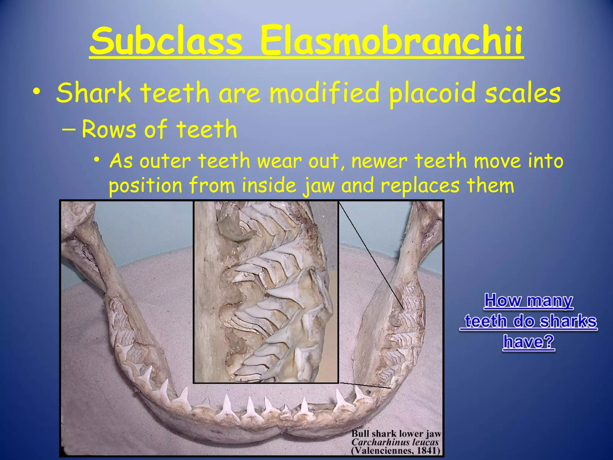 Subclass Elasmobranchii
• Shark teeth are modified placoid scales
  – Rows of teeth
    • As outer teeth wear out, newer teeth move into
      position from inside jaw and replaces them
 