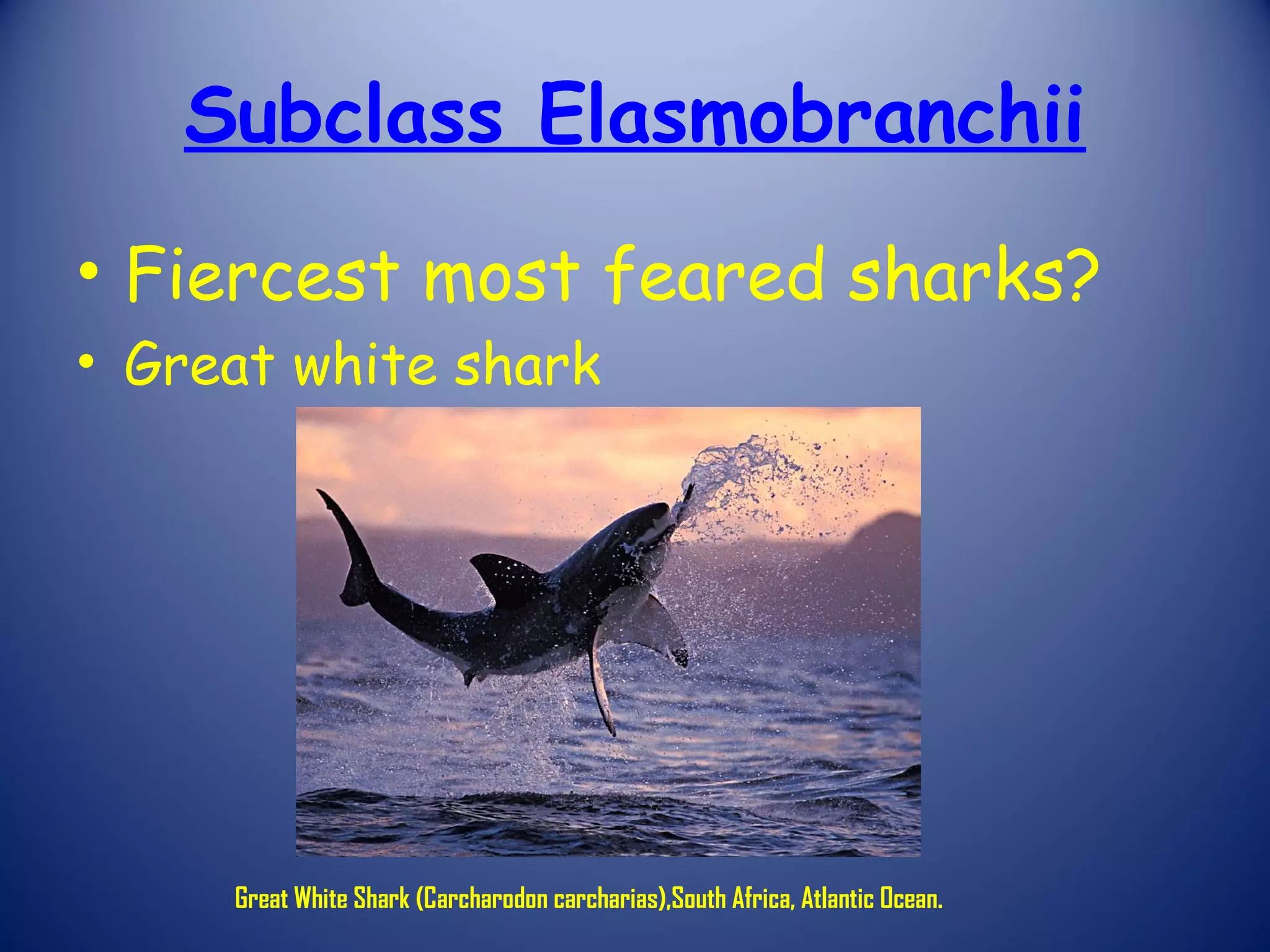 Subclass Elasmobranchii
• Fiercest most feared sharks?
• Great white shark




     Great White Shark (Carcharodon carcharias),South Africa, Atlantic Ocean.
 