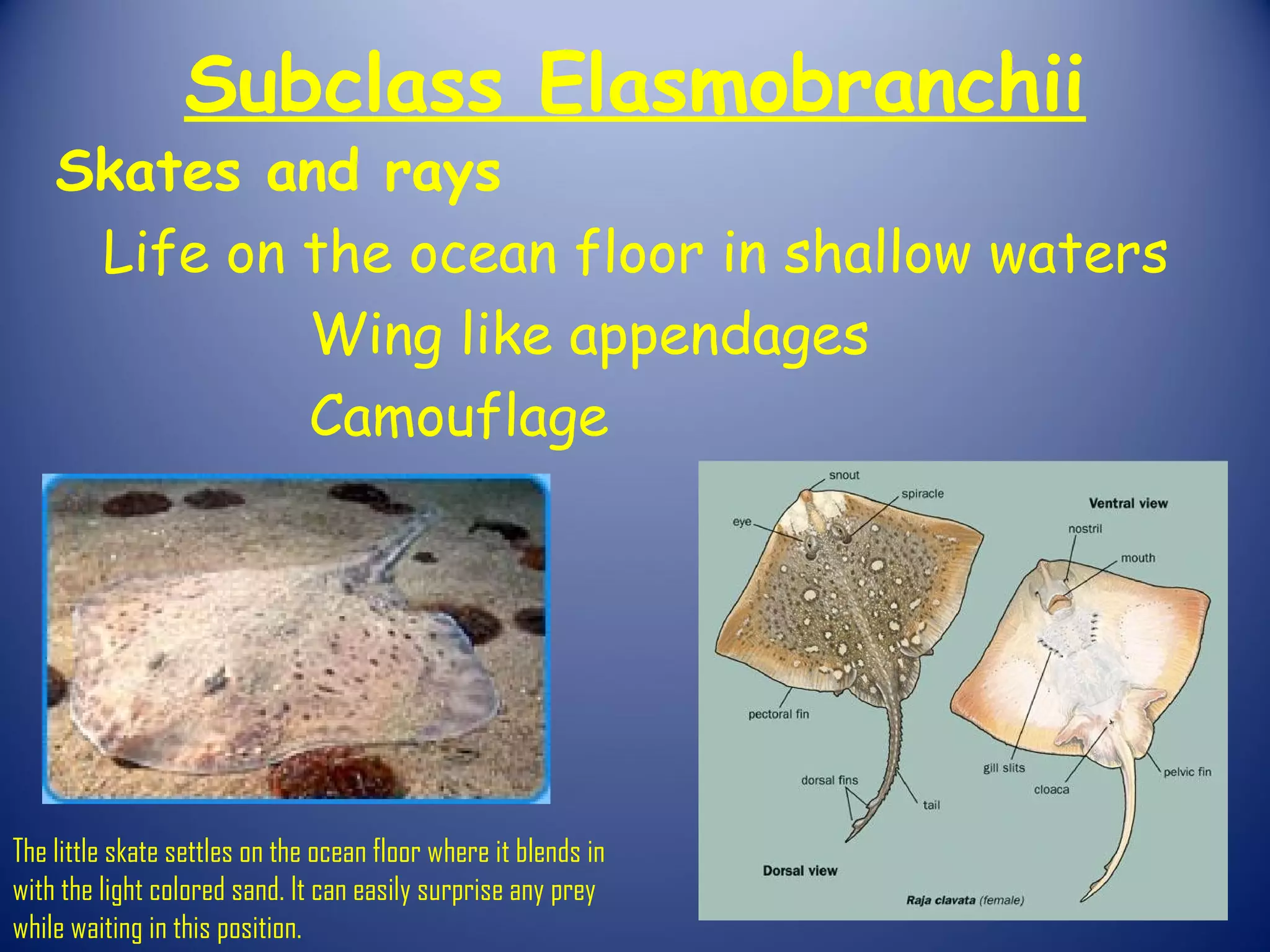 Subclass Elasmobranchii
    Skates and rays
     Life on the ocean floor in shallow waters
             Wing like appendages
             Camouflage




The little skate settles on the ocean floor where it blends in
with the light colored sand. It can easily surprise any prey
while waiting in this position.
 