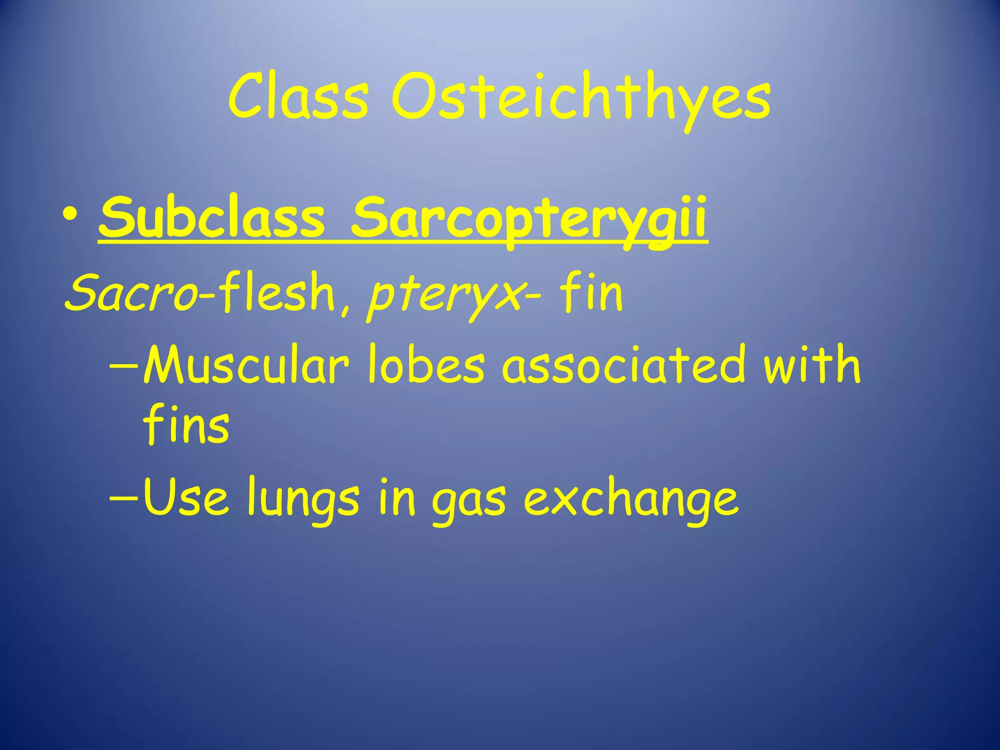 Class Osteichthyes
• Subclass Sarcopterygii
Sacro-flesh, pteryx- fin
  – Muscular lobes associated with
    fins
  – Use lungs in gas exchange
 
