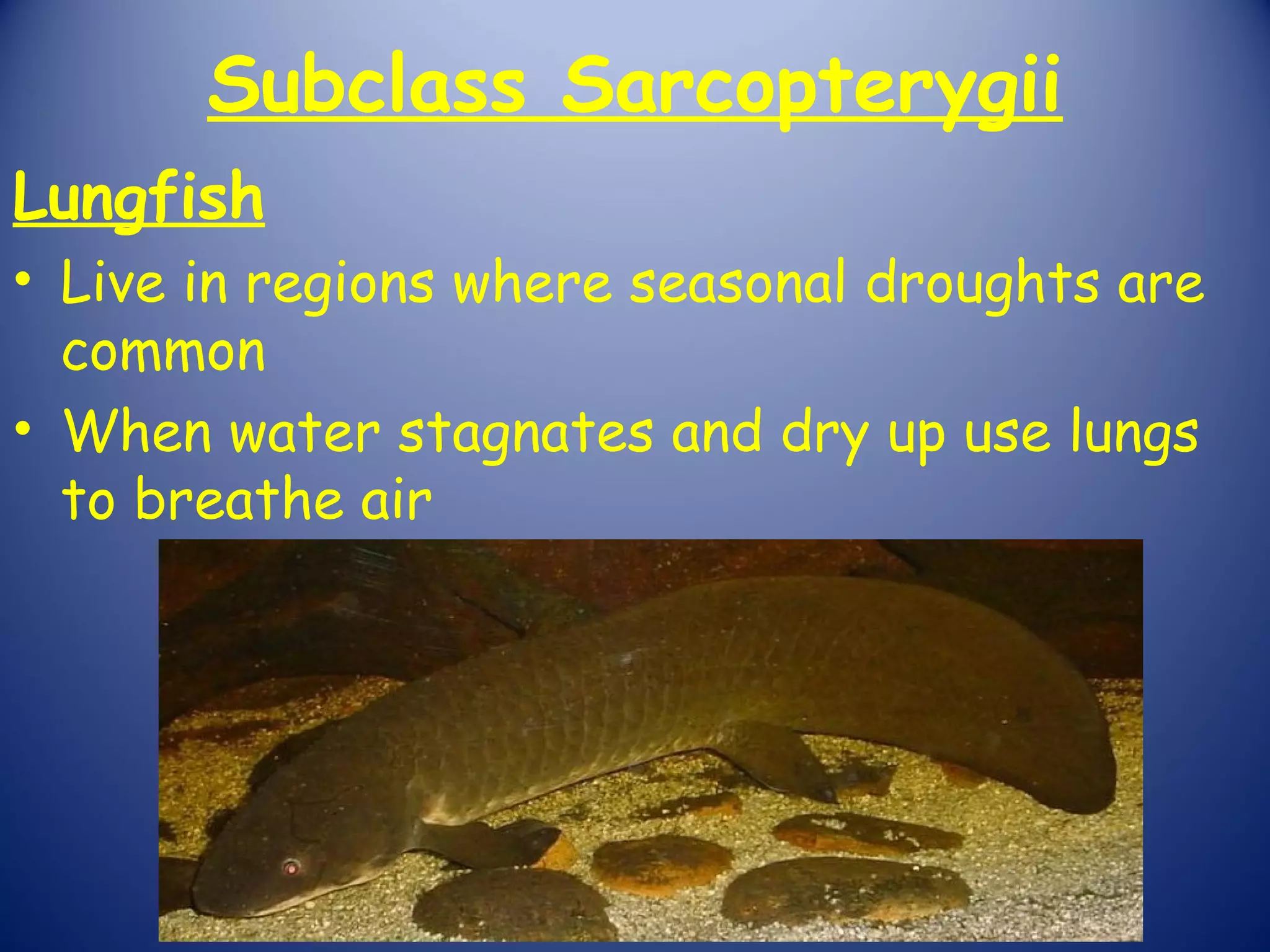 Subclass Sarcopterygii
Lungfish
• Live in regions where seasonal droughts are
  common
• When water stagnates and dry up use lungs
  to breathe air
 