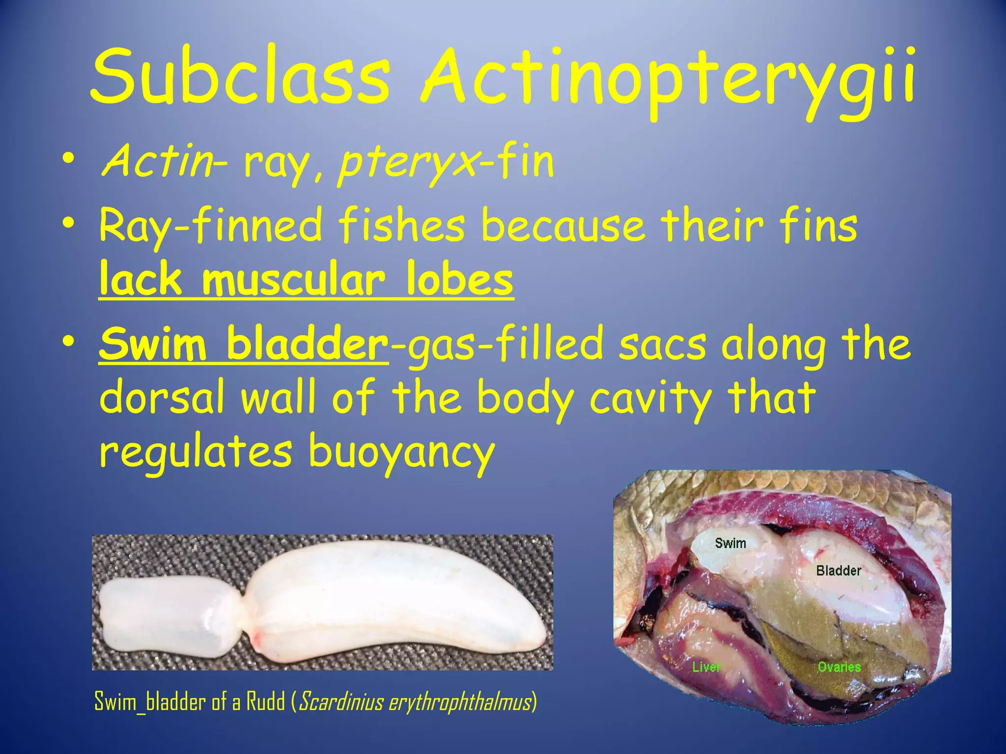 Subclass Actinopterygii
• Actin- ray, pteryx-fin
• Ray-finned fishes because their fins
  lack muscular lobes
• Swim bladder-gas-filled sacs along the
  dorsal wall of the body cavity that
  regulates buoyancy




 Swim_bladder of a Rudd (Scardinius erythrophthalmus )
 
