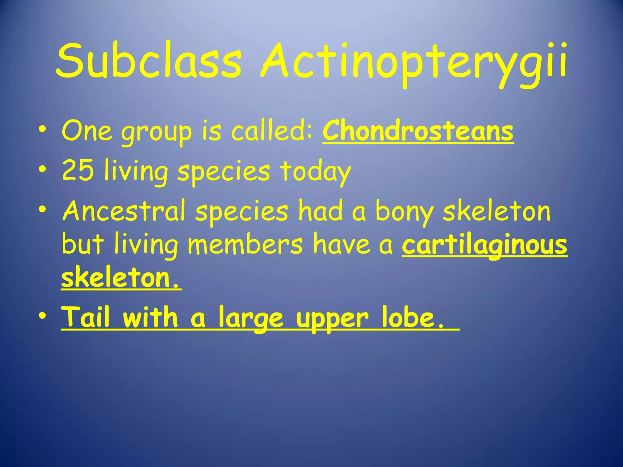Subclass Actinopterygii
• One group is called: Chondrosteans
• 25 living species today
• Ancestral species had a bony skeleton
  but living members have a cartilaginous
  skeleton.
• Tail with a large upper lobe.
 