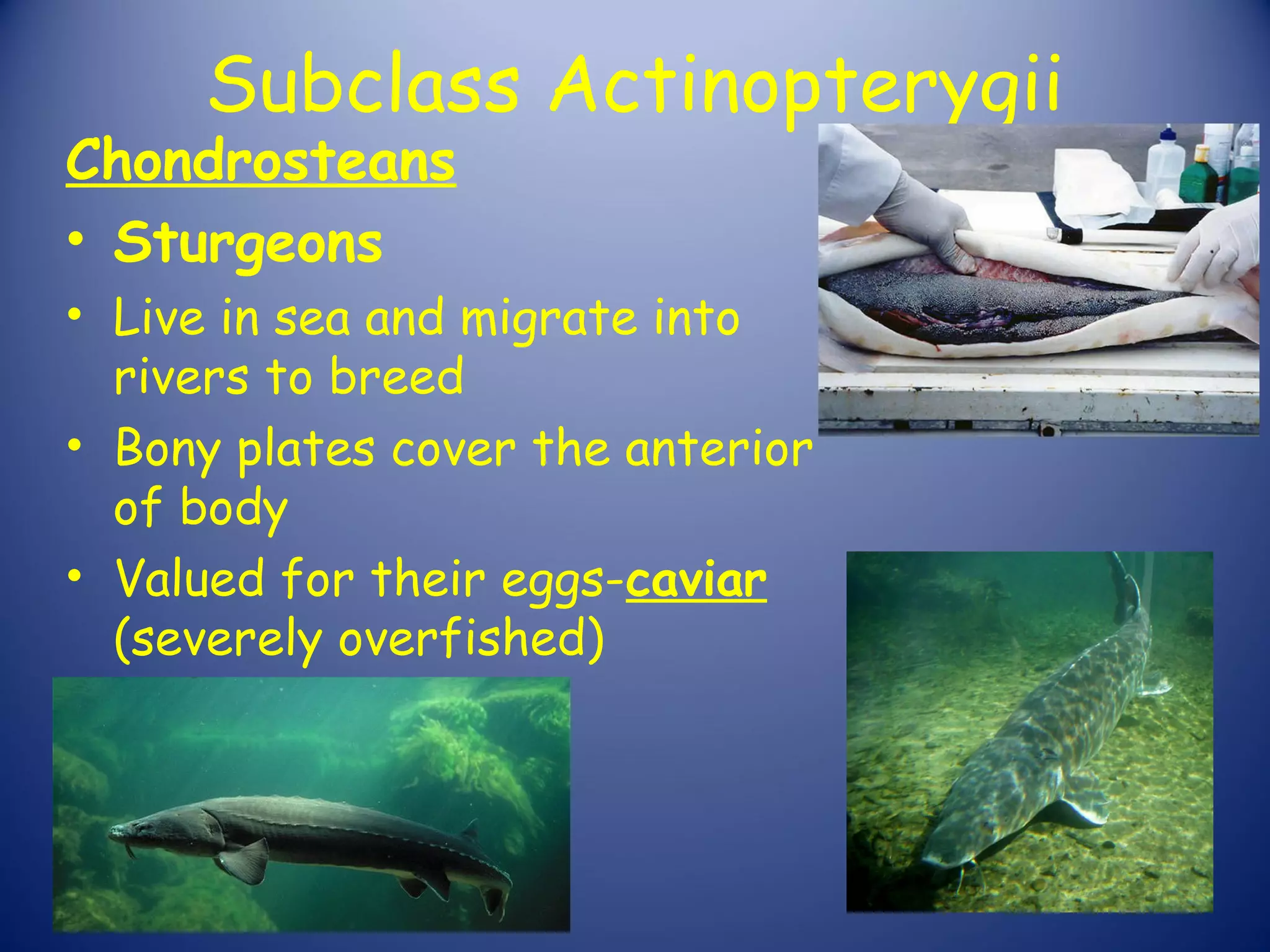 Subclass Actinopterygii
Chondrosteans
• Sturgeons
• Live in sea and migrate into
  rivers to breed
• Bony plates cover the anterior
  of body
• Valued for their eggs-caviar
  (severely overfished)
 