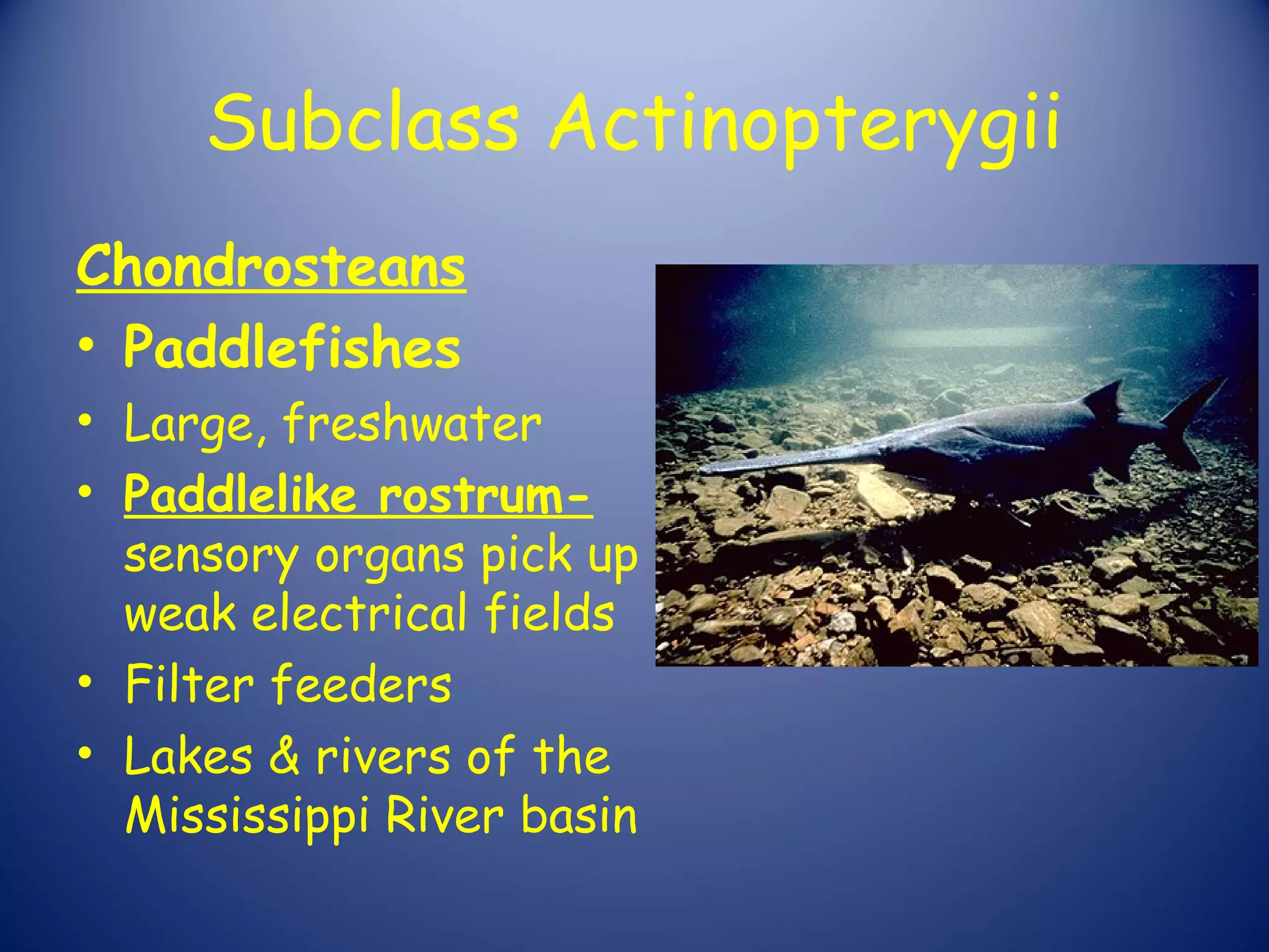 Subclass Actinopterygii
Chondrosteans
• Paddlefishes
• Large, freshwater
• Paddlelike rostrum-
  sensory organs pick up
  weak electrical fields
• Filter feeders
• Lakes & rivers of the
  Mississippi River basin
 