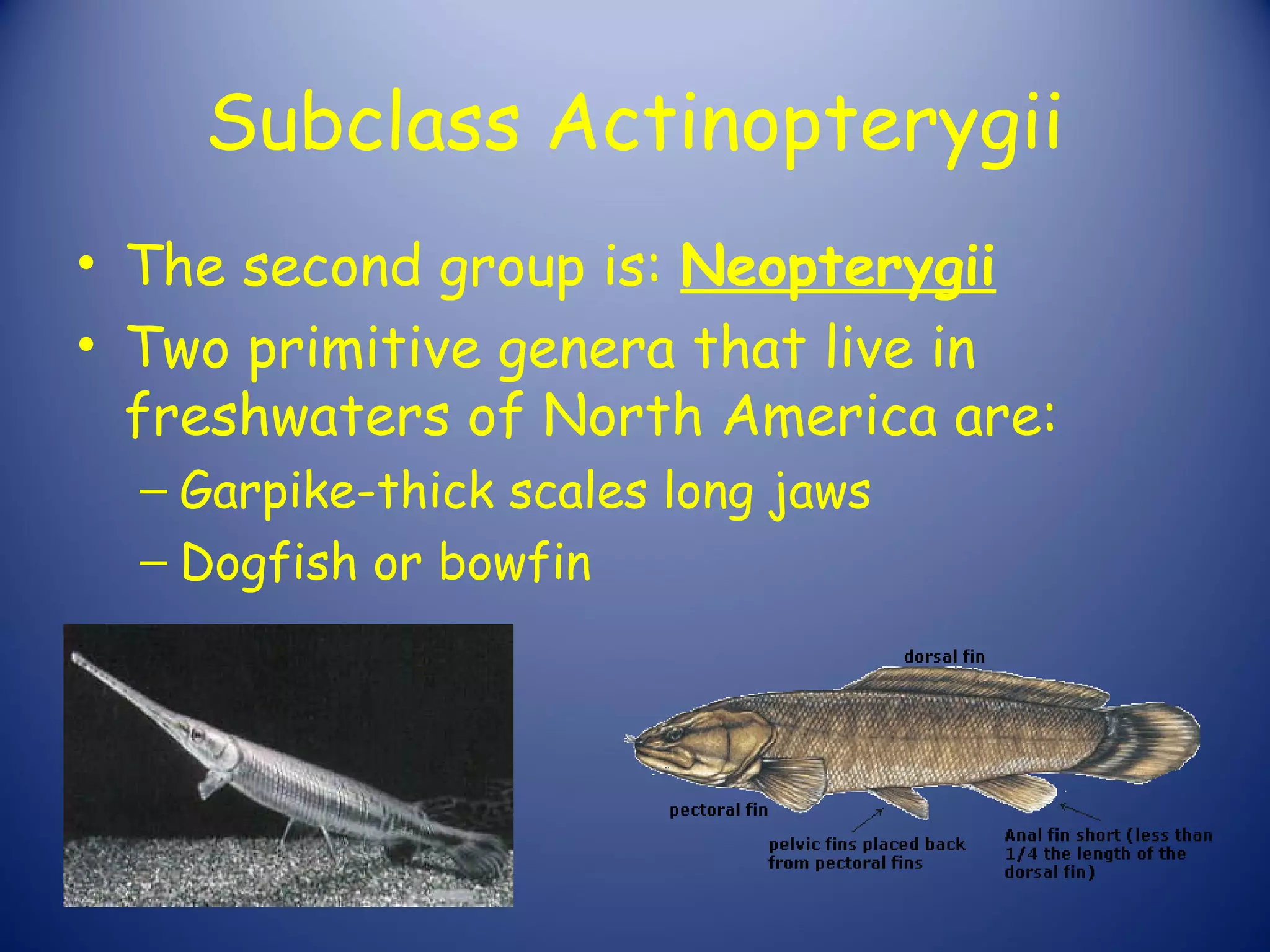 Subclass Actinopterygii
• The second group is: Neopterygii
• Two primitive genera that live in
  freshwaters of North America are:
  – Garpike-thick scales long jaws
  – Dogfish or bowfin
 