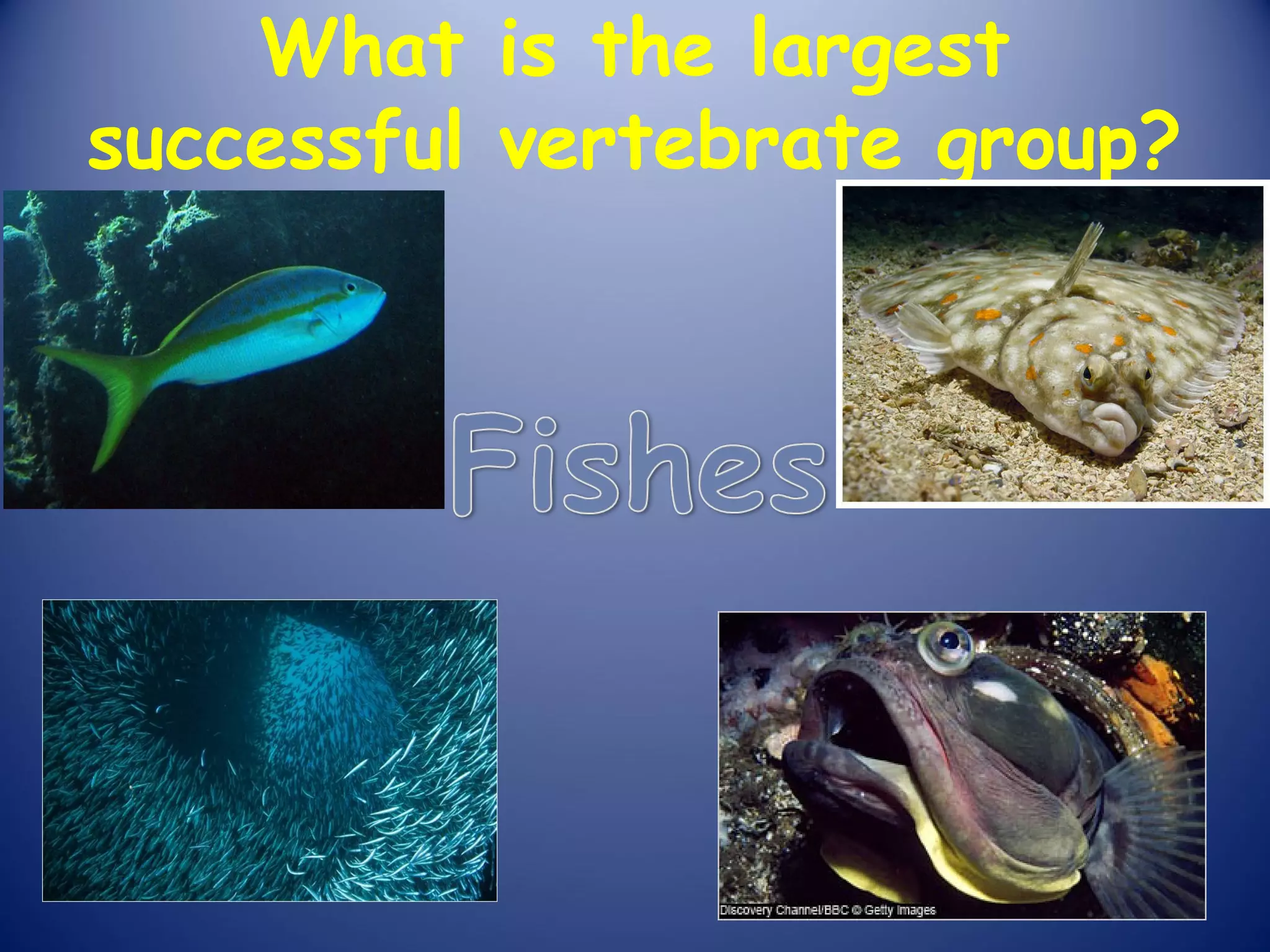 What is the largest
successful vertebrate group?
 