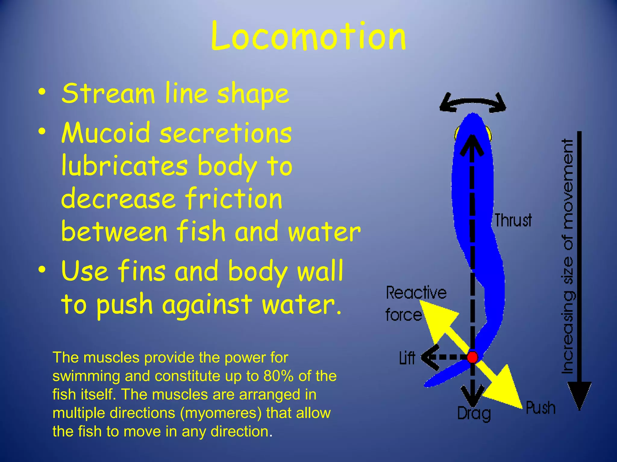 Locomotion
• Stream line shape
• Mucoid secretions
  lubricates body to
  decrease friction
  between fish and water
• Use fins and body wall
  to push against water.
 The muscles provide the power for
 swimming and constitute up to 80% of the
 fish itself. The muscles are arranged in
 multiple directions (myomeres) that allow
 the fish to move in any direction.
 