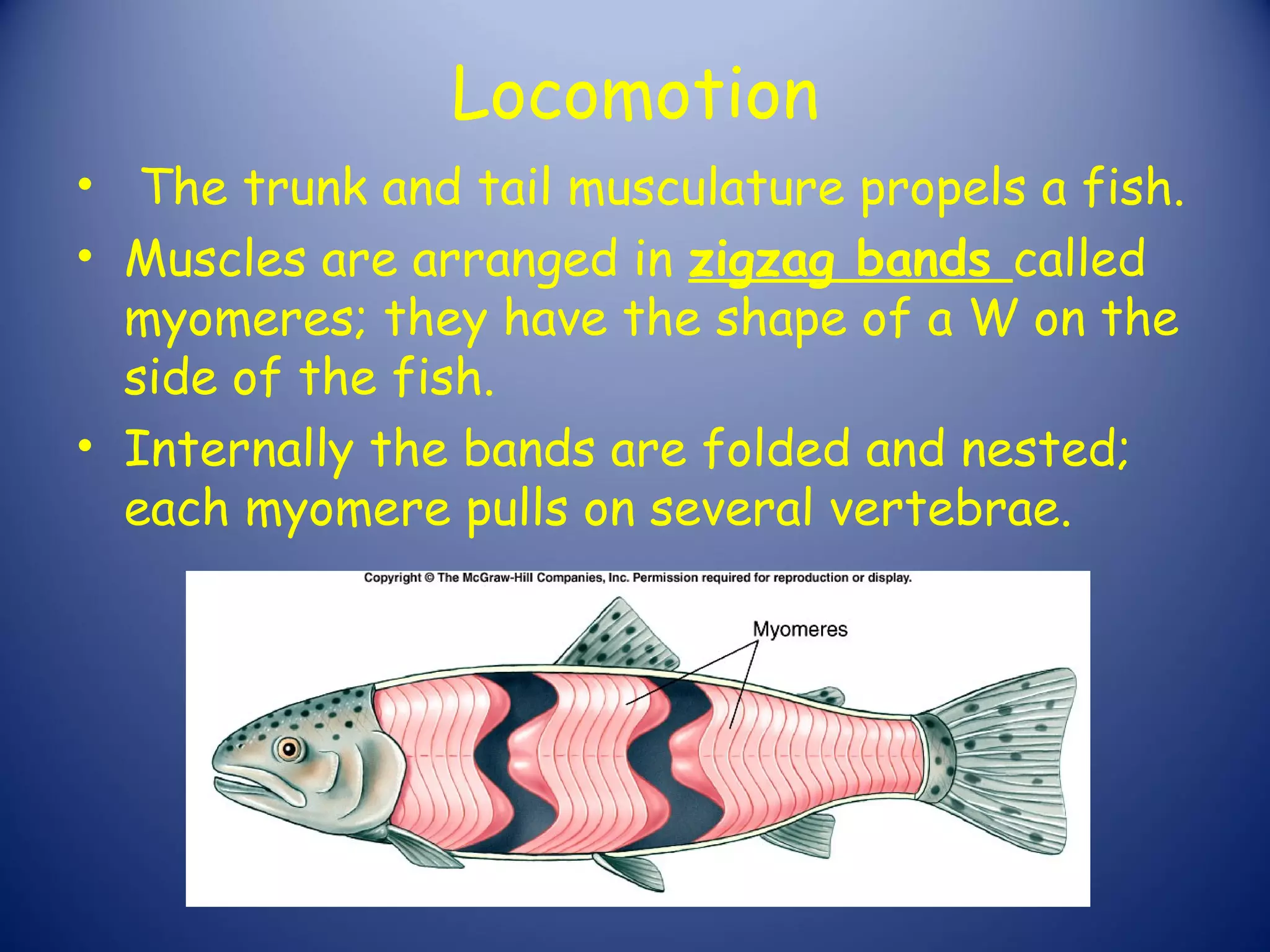 Locomotion
• The trunk and tail musculature propels a fish.
• Muscles are arranged in zigzag bands called
  myomeres; they have the shape of a W on the
  side of the fish.
• Internally the bands are folded and nested;
  each myomere pulls on several vertebrae.
 