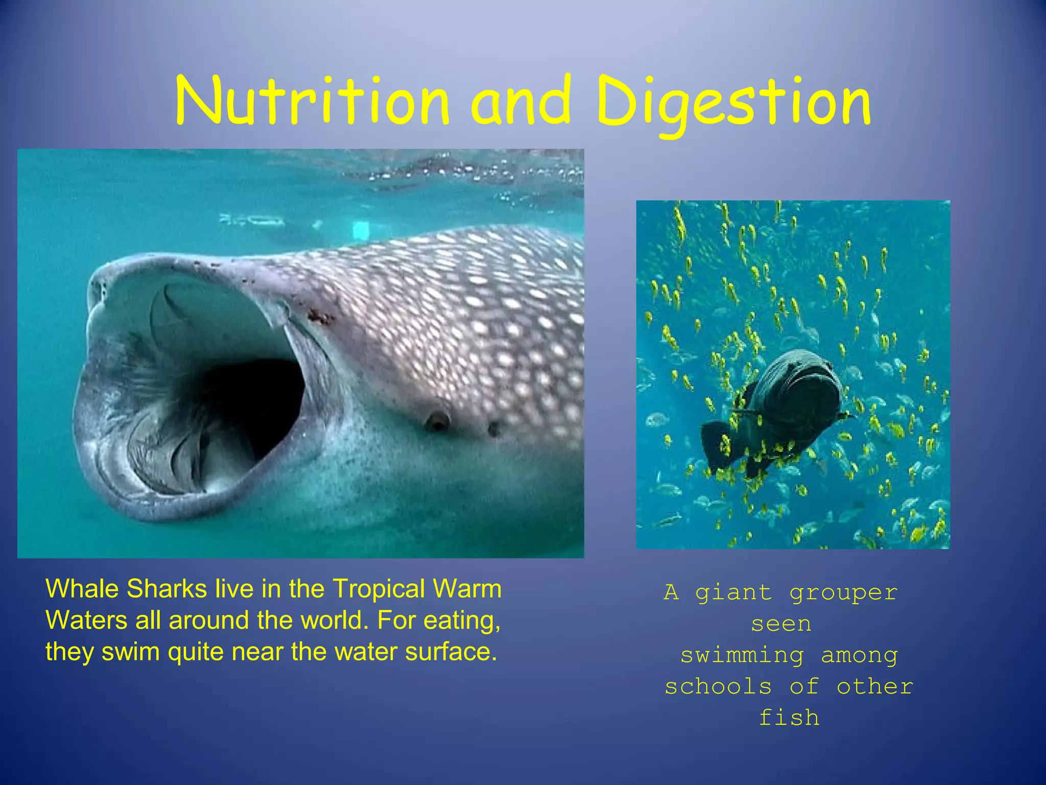 Nutrition and Digestion




Whale Sharks live in the Tropical Warm     A giant grouper
Waters all around the world. For eating,         seen
they swim quite near the water surface.     swimming among
                                           schools of other
                                                  fish
 