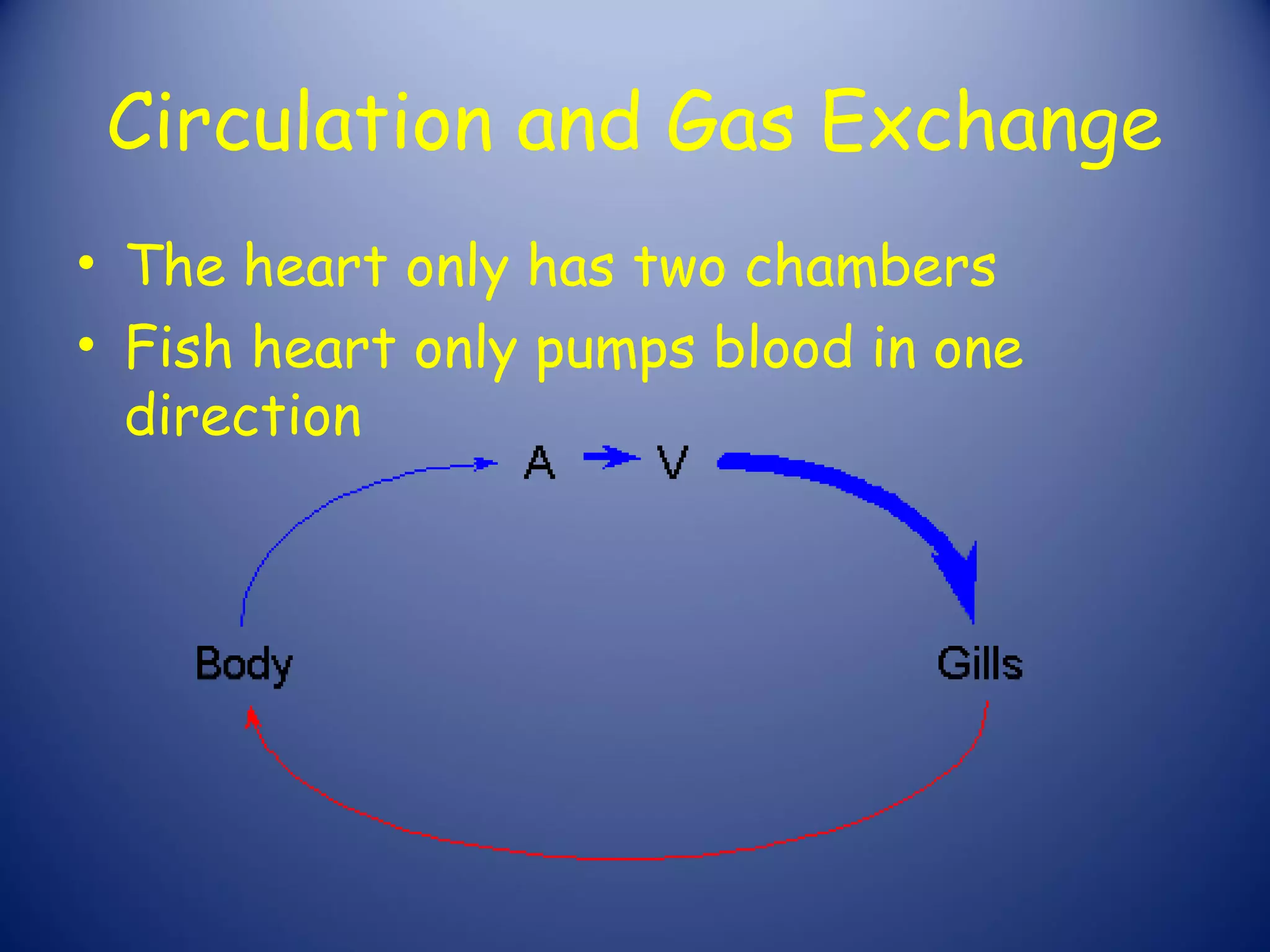 Circulation and Gas Exchange
• The heart only has two chambers
• Fish heart only pumps blood in one
  direction
 