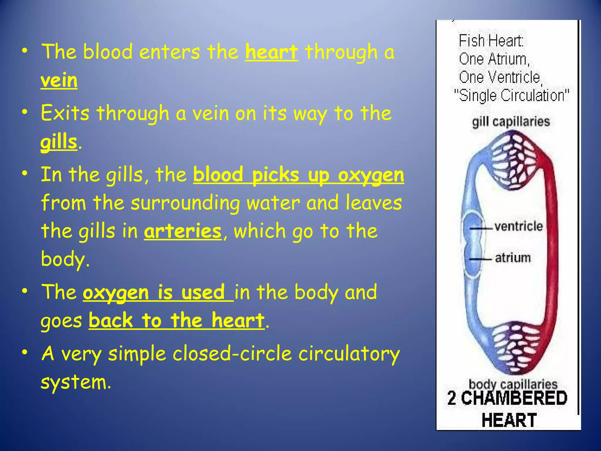 • The blood enters the heart through a
  vein
• Exits through a vein on its way to the
  gills.
• In the gills, the blood picks up oxygen
  from the surrounding water and leaves
  the gills in arteries, which go to the
  body.
• The oxygen is used in the body and
  goes back to the heart.
• A very simple closed-circle circulatory
  system.
 