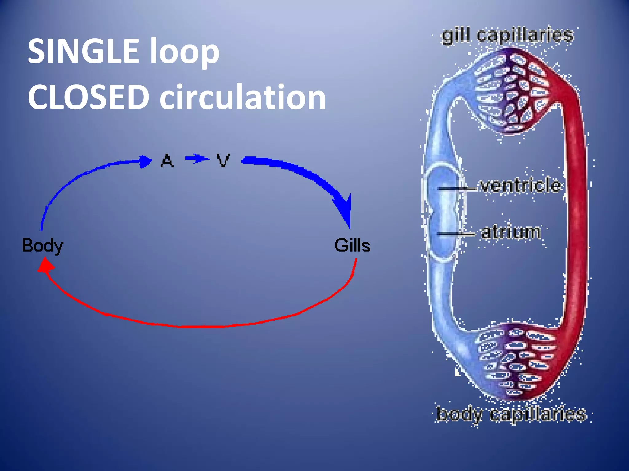 SINGLE loop
CLOSED circulation
 