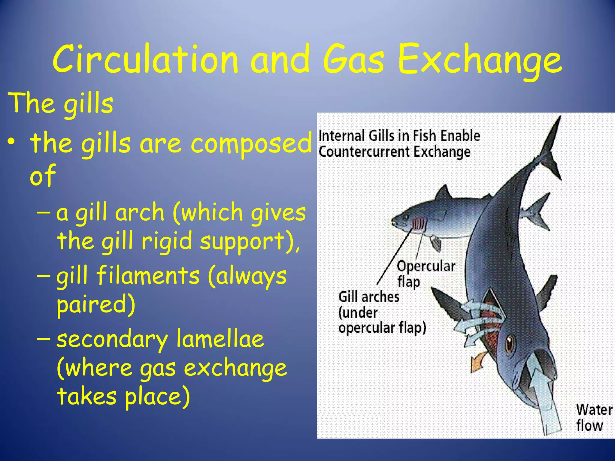 Circulation and Gas Exchange
The gills
• the gills are composed
  of
  – a gill arch (which gives
    the gill rigid support),
  – gill filaments (always
    paired)
  – secondary lamellae
    (where gas exchange
    takes place)
 