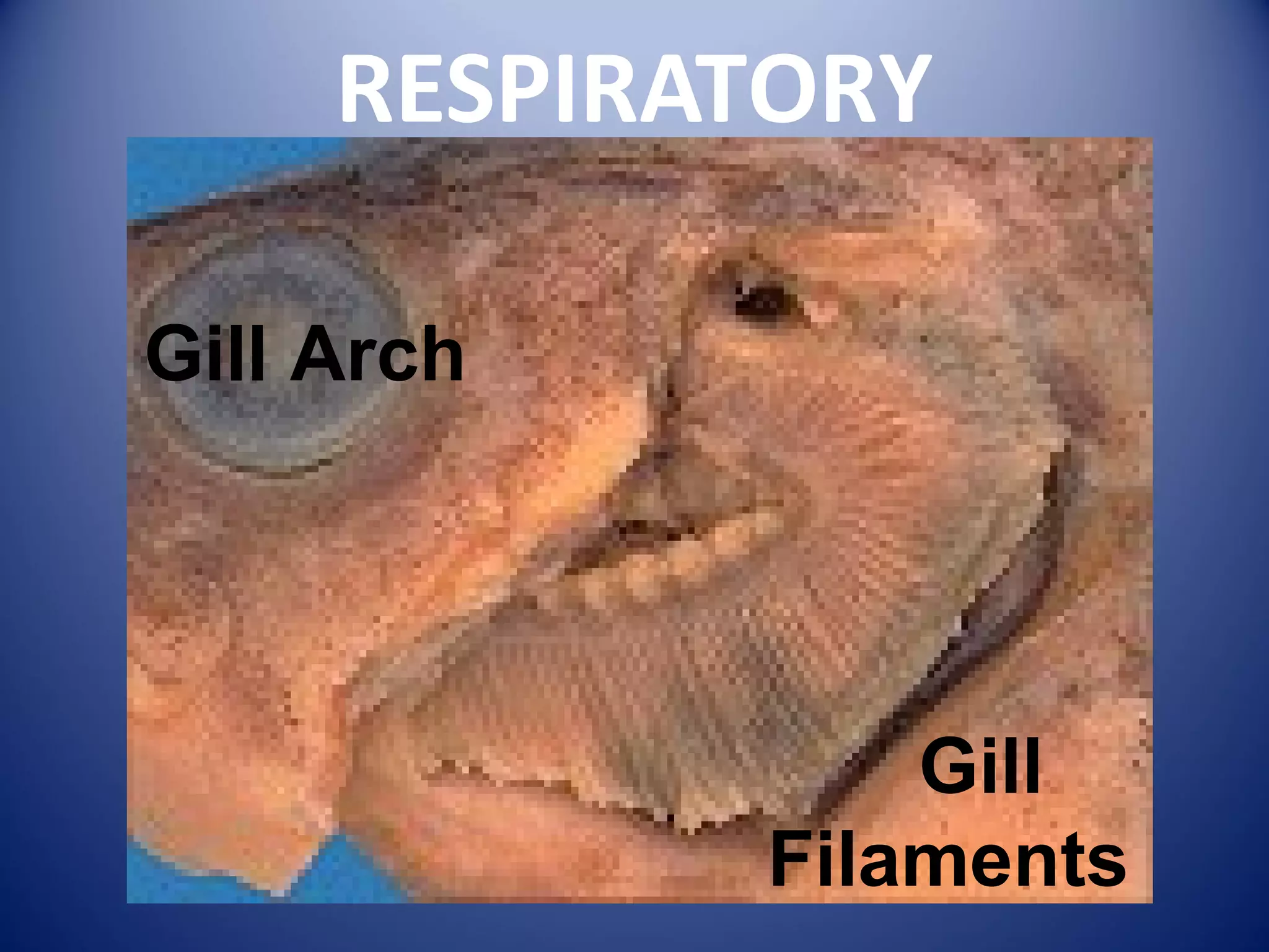 RESPIRATORY

Gill Arch




                Gill
            Filaments
 