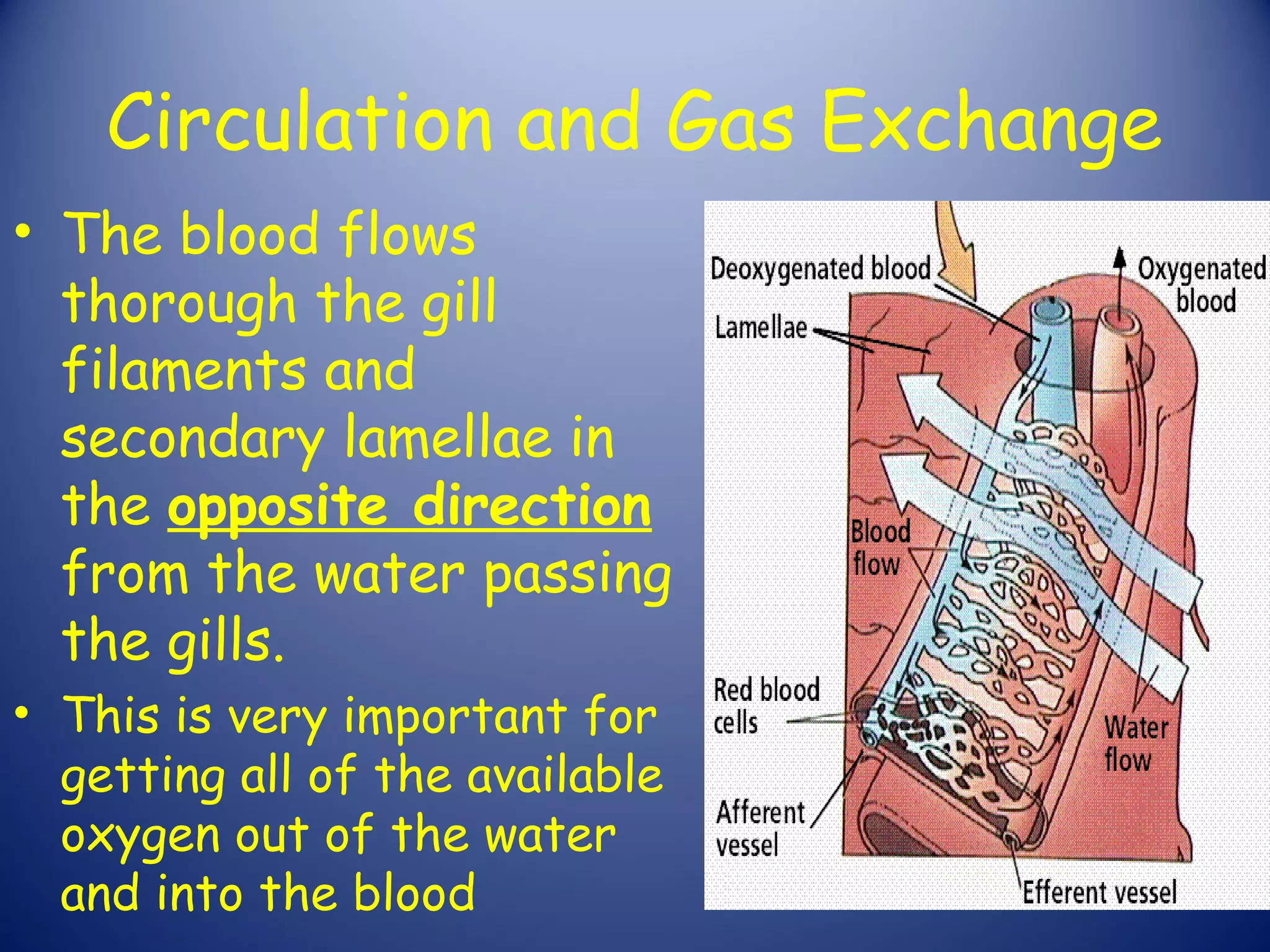 Circulation and Gas Exchange
• The blood flows
  thorough the gill
  filaments and
  secondary lamellae in
  the opposite direction
  from the water passing
  the gills.
• This is very important for
  getting all of the available
  oxygen out of the water
  and into the blood
 