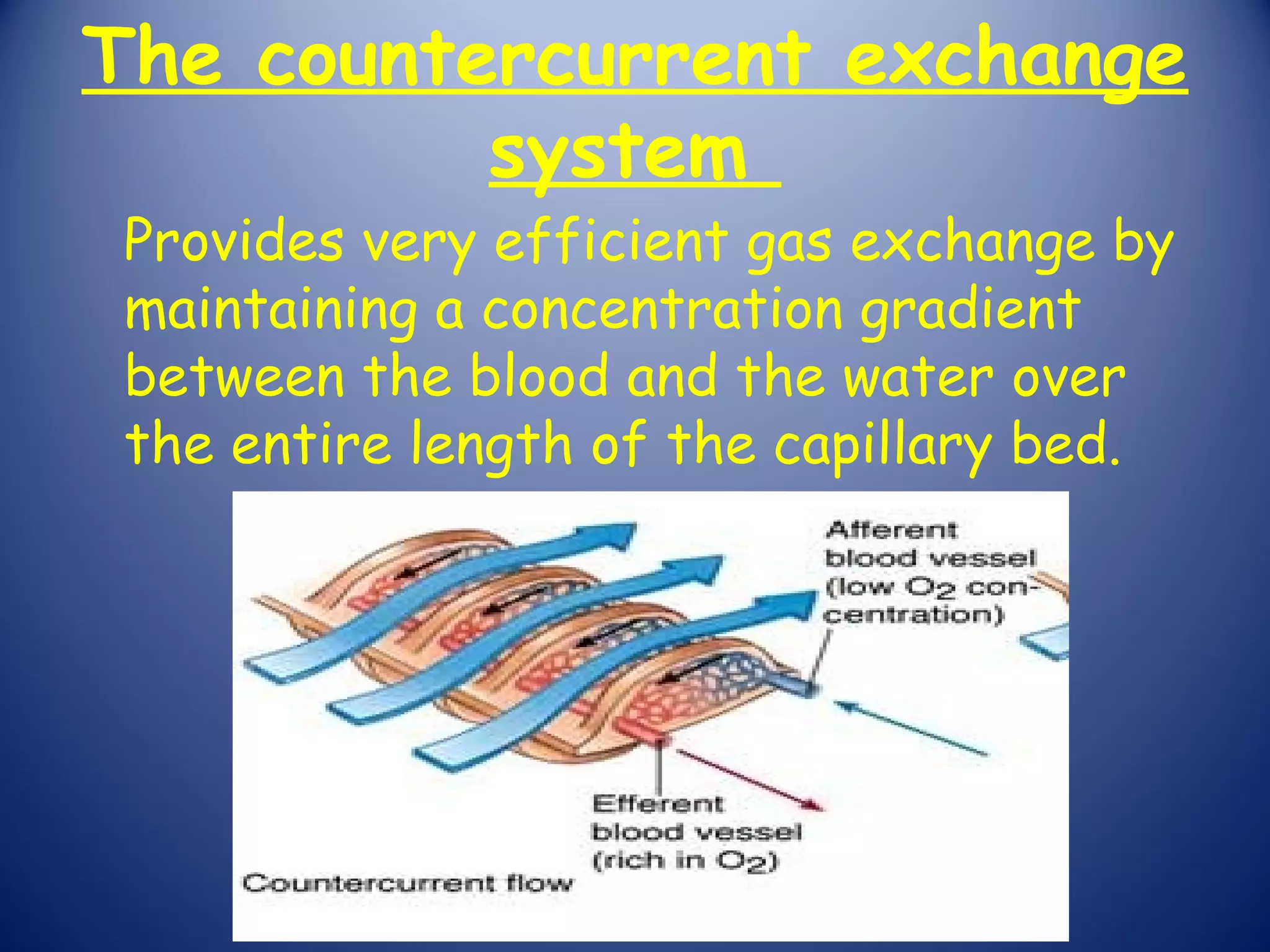 The countercurrent exchange
          system
 Provides very efficient gas exchange by
 maintaining a concentration gradient
 between the blood and the water over
 the entire length of the capillary bed.
 