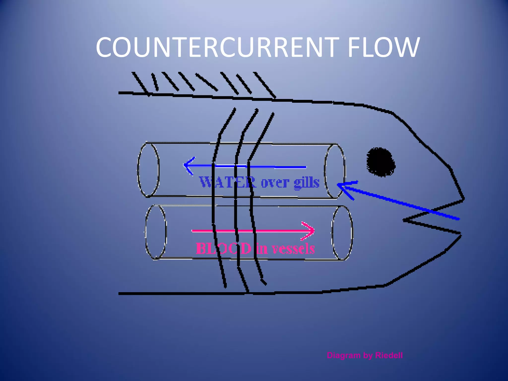 COUNTERCURRENT FLOW




             Diagram by Riedell
 