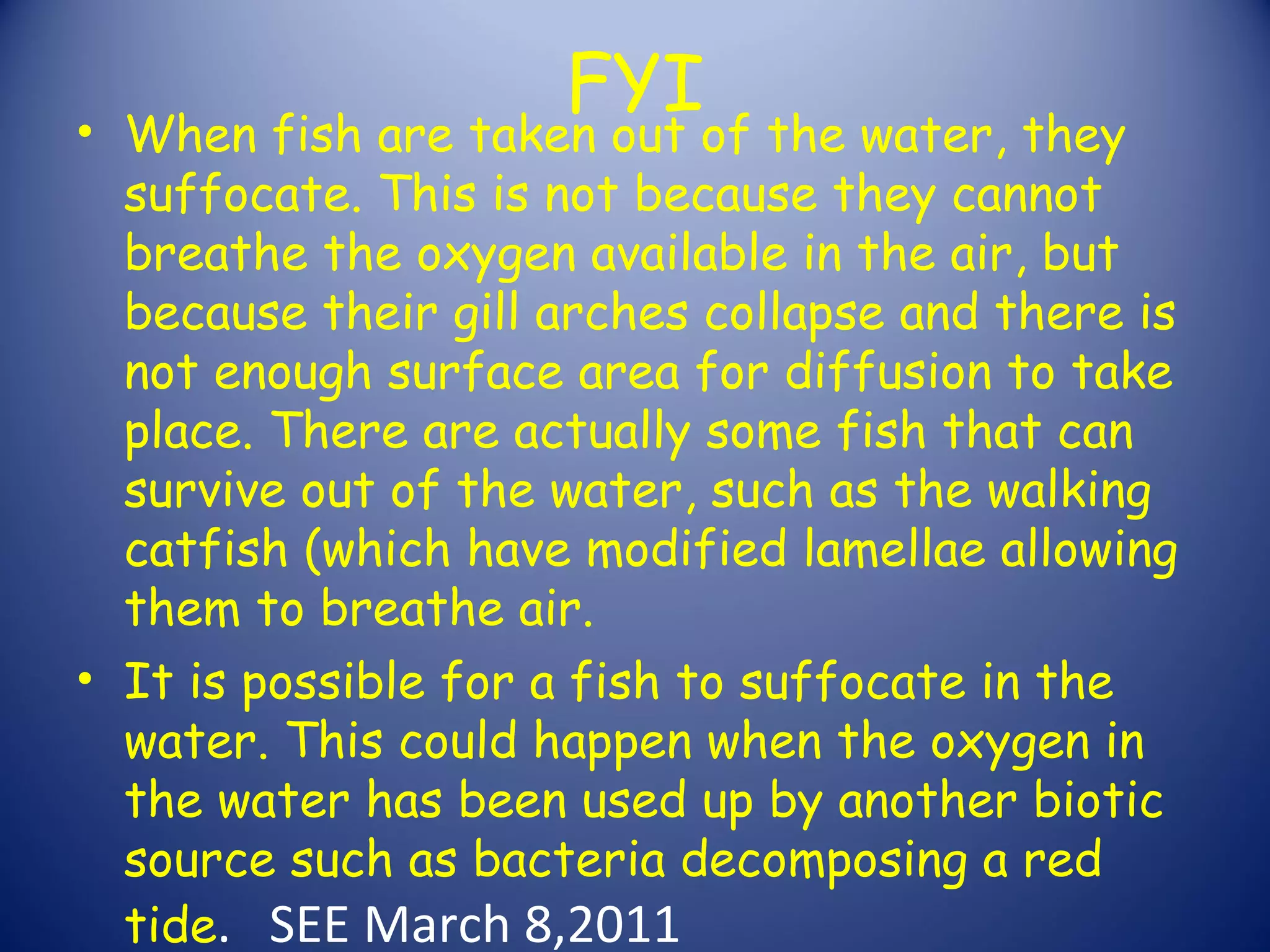 FYI
• When fish are taken out of the water, they
  suffocate. This is not because they cannot
  breathe the oxygen available in the air, but
  because their gill arches collapse and there is
  not enough surface area for diffusion to take
  place. There are actually some fish that can
  survive out of the water, such as the walking
  catfish (which have modified lamellae allowing
  them to breathe air. 
• It is possible for a fish to suffocate in the
  water. This could happen when the oxygen in
  the water has been used up by another biotic
  source such as bacteria decomposing a red
  tide. SEE March 8,2011
 