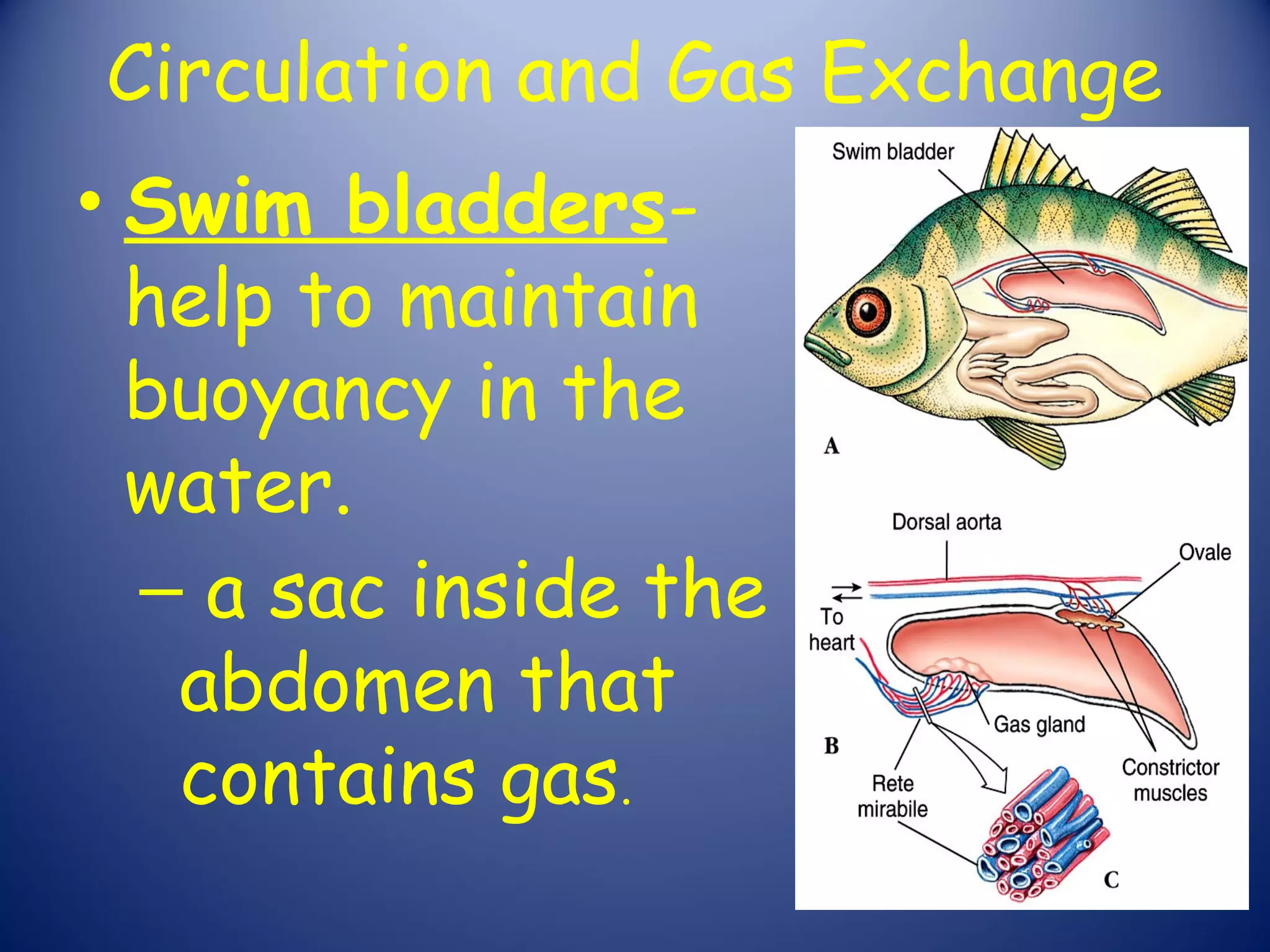 Circulation and Gas Exchange
• Swim bladders-
  help to maintain
  buoyancy in the
  water.
  – a sac inside the
   abdomen that
   contains gas.
 